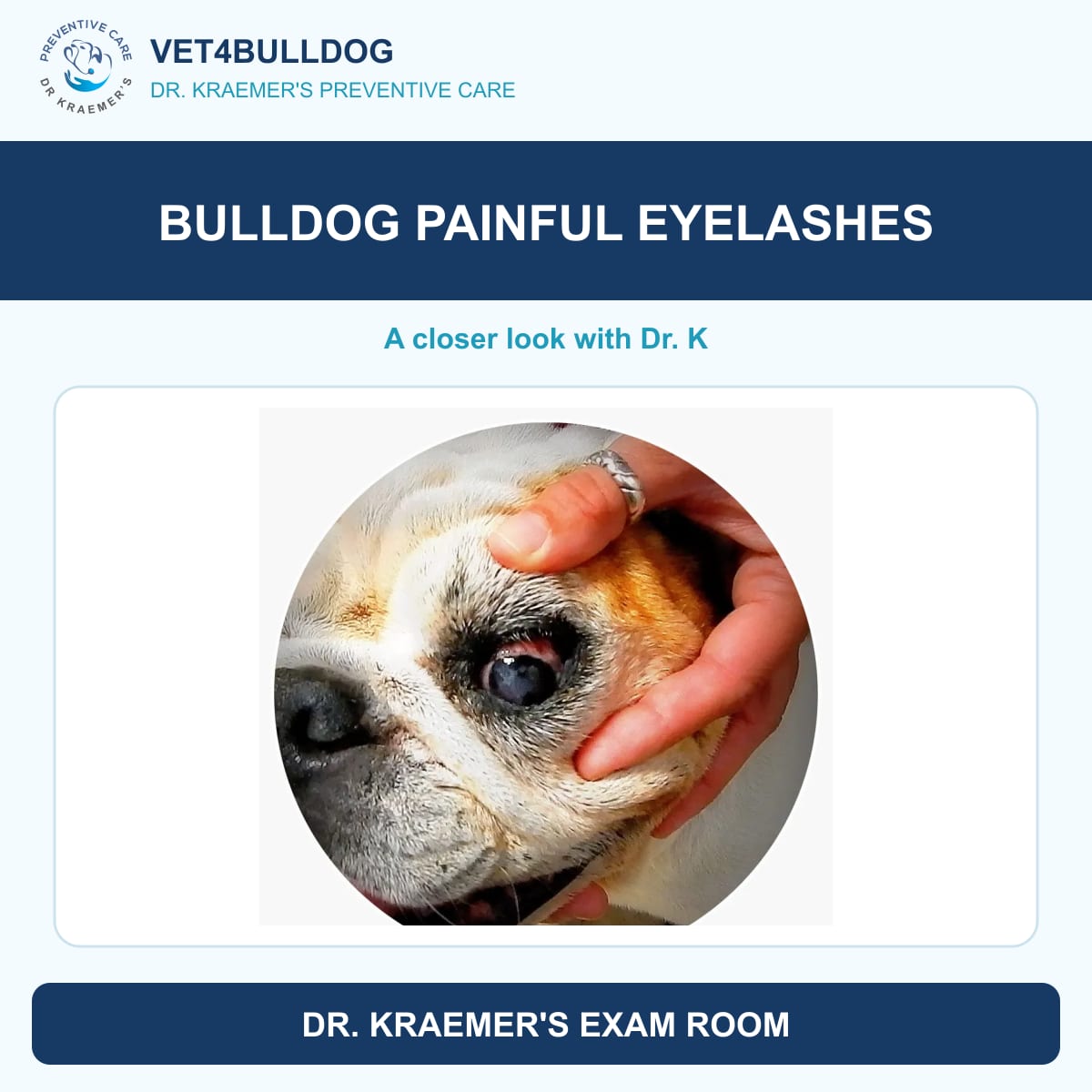 Original clinical close-up of a Bulldog’s eye and abnormal eyelashes