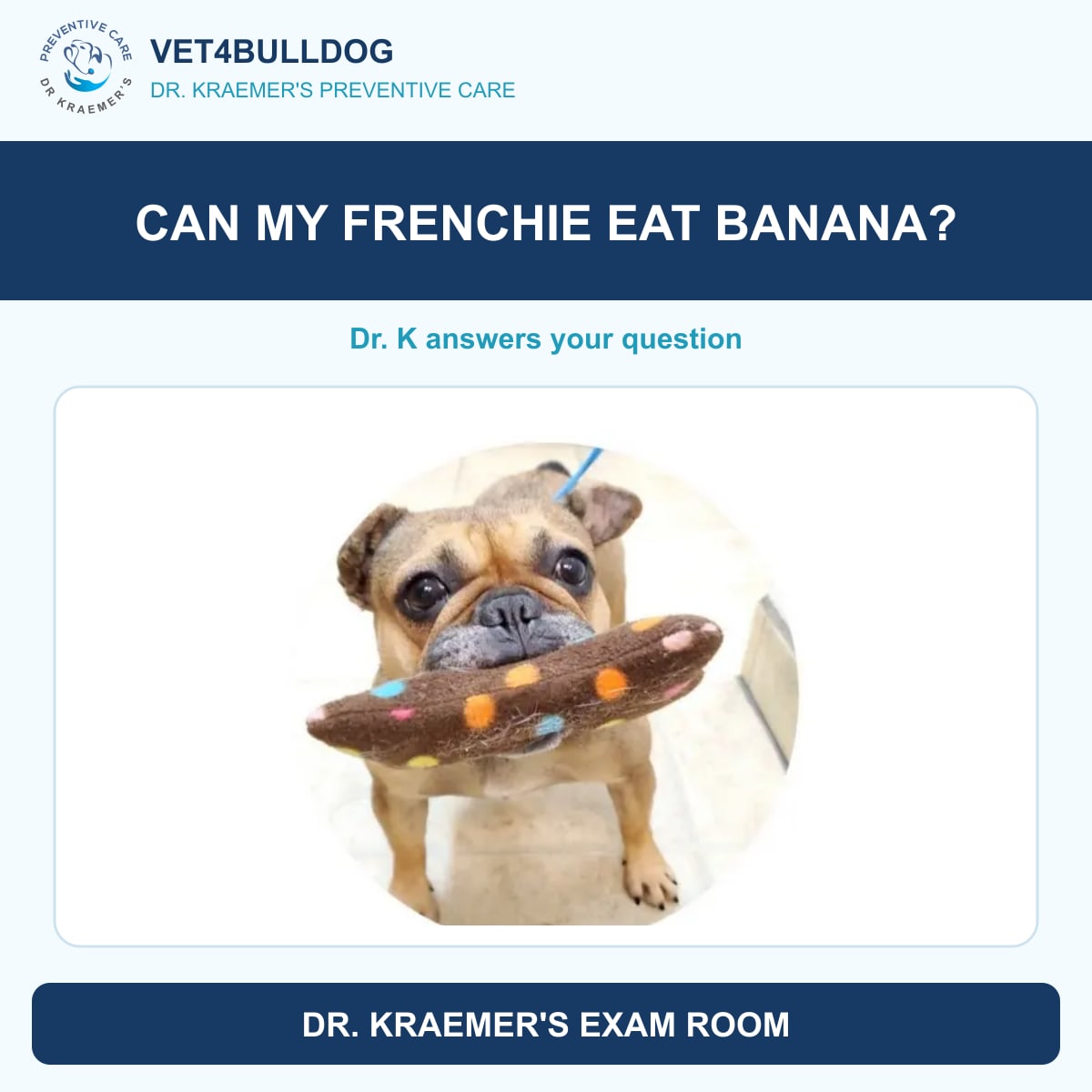Original French Bulldog photo with a toy accompanying a banana question