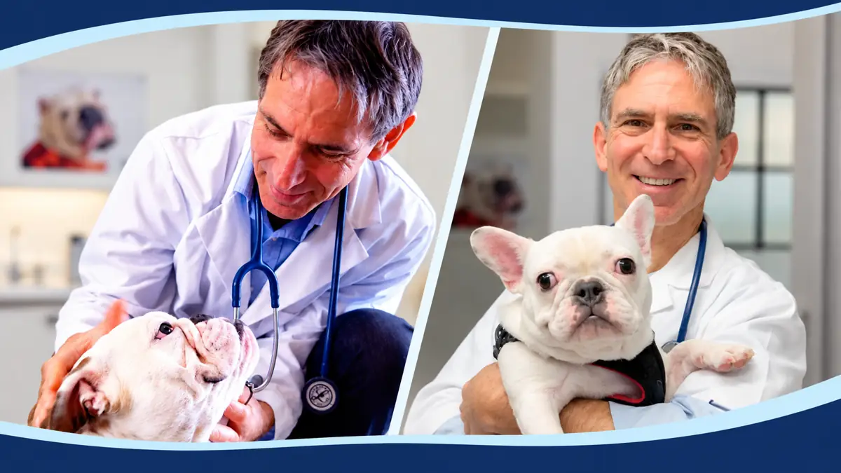 Dr. Roy Kraemer examining a Bulldog and holding a French Bulldog at his veterinary clinic
