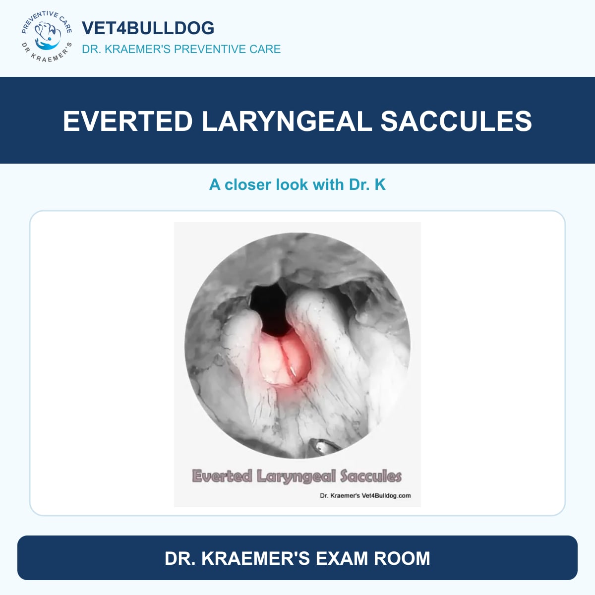 Dr. Kraemer’s clinical view of everted laryngeal saccules in a Bulldog airway