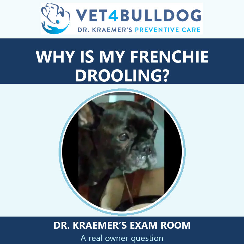 French Bulldog with visible drool, featured on Dr. Kraemer’s drooling Q&A