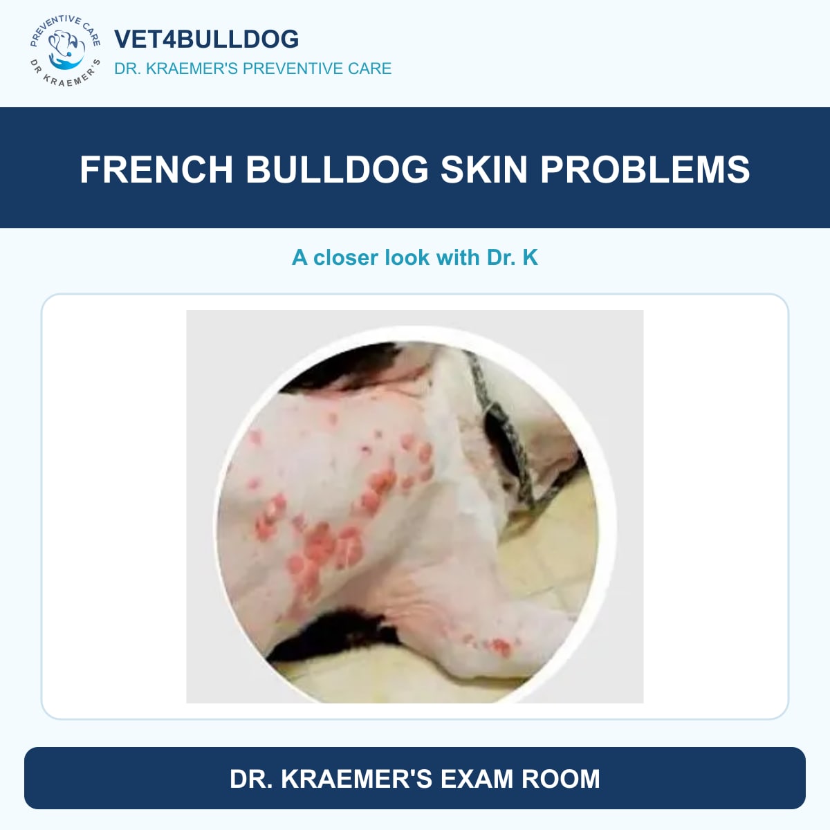 Original clinic photo of red skin spots on a Bulldog