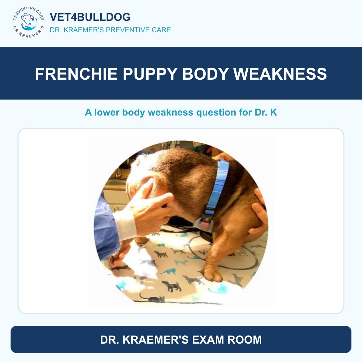 Original Bulldog orthopedic examination reference photo accompanying a Frenchie puppy weakness question