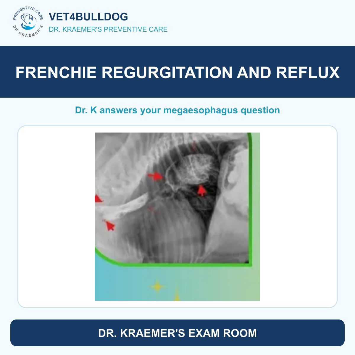 Original annotated megaesophagus X-ray accompanying a French Bulldog reflux question
