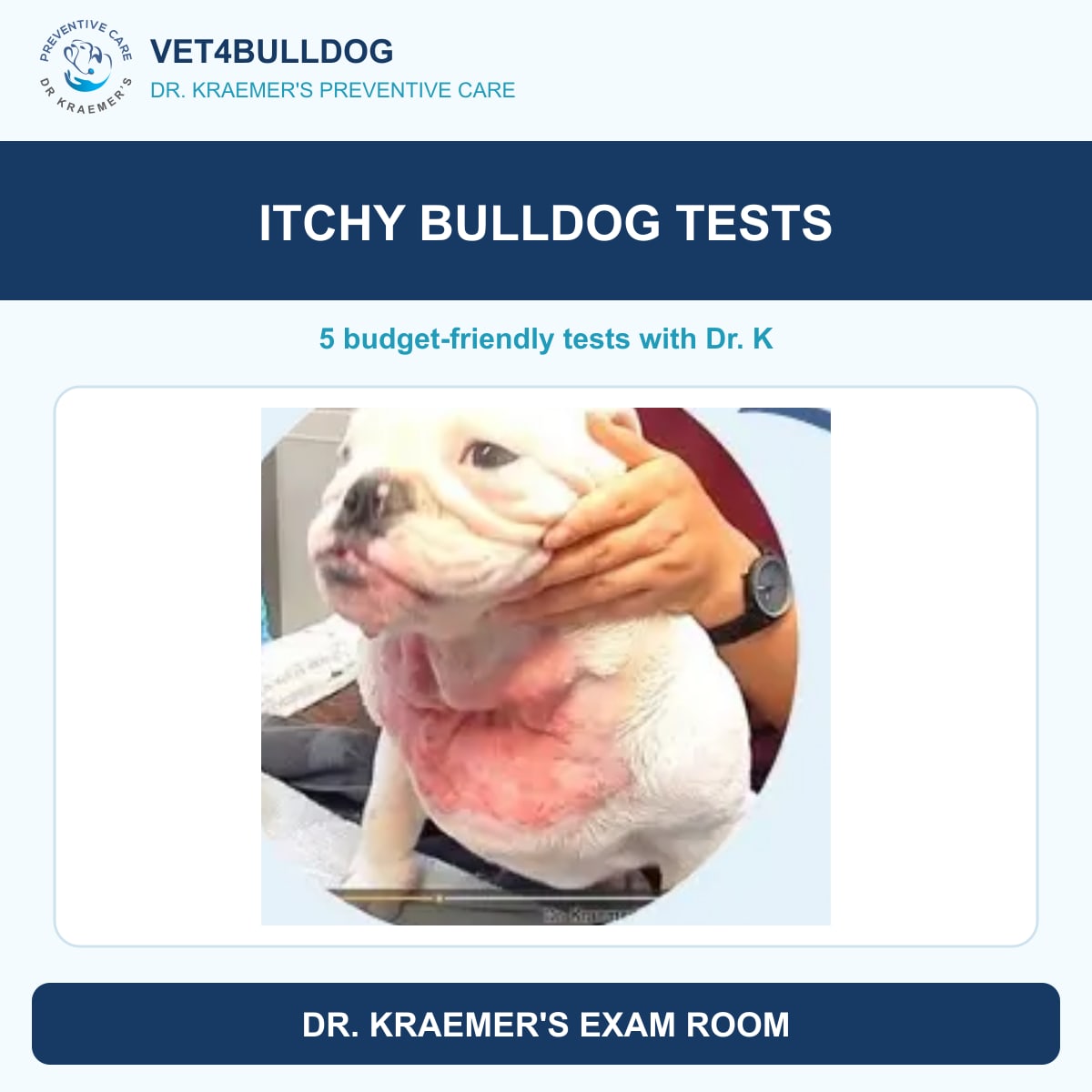 Original clinic photo of a Bulldog’s irritated skin, introducing itching tests