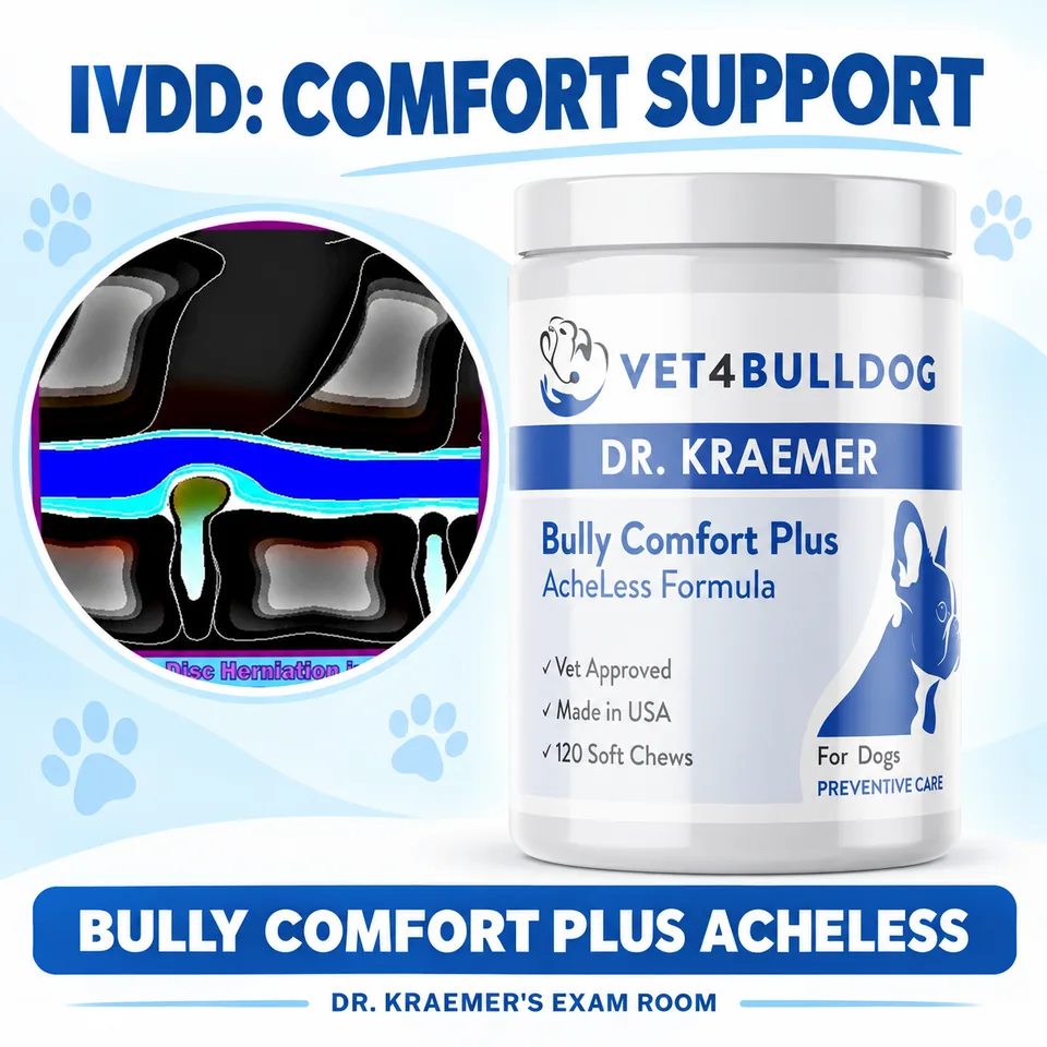 French Bulldog IVDD comfort support with Vet4Bulldog Comfort Plus AcheLess