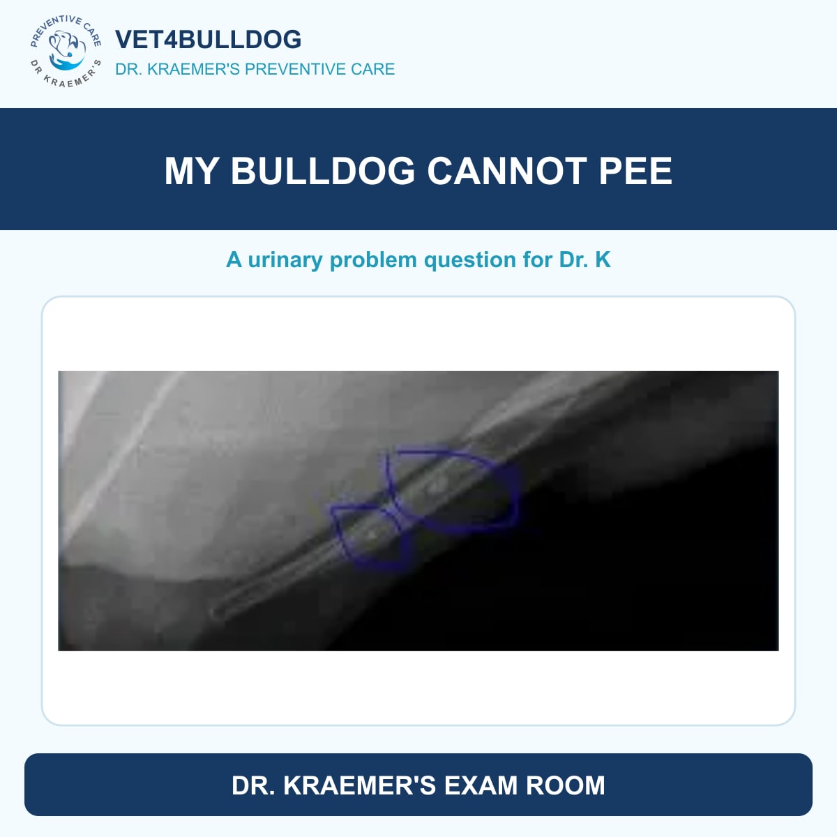 Original annotated X-ray showing urinary stones in a Bulldog