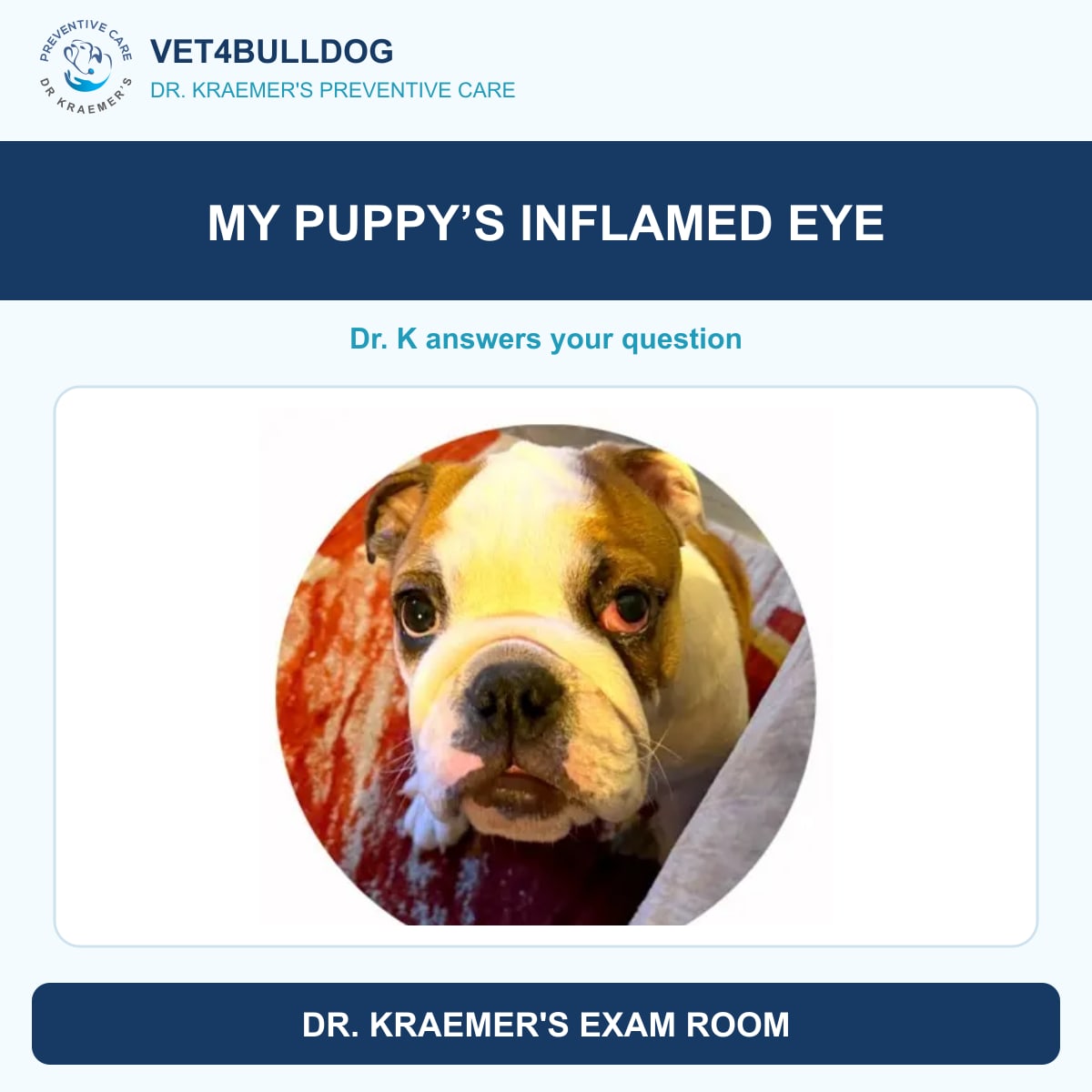 Original Bulldog puppy Ernie photo accompanying an inflamed eye question