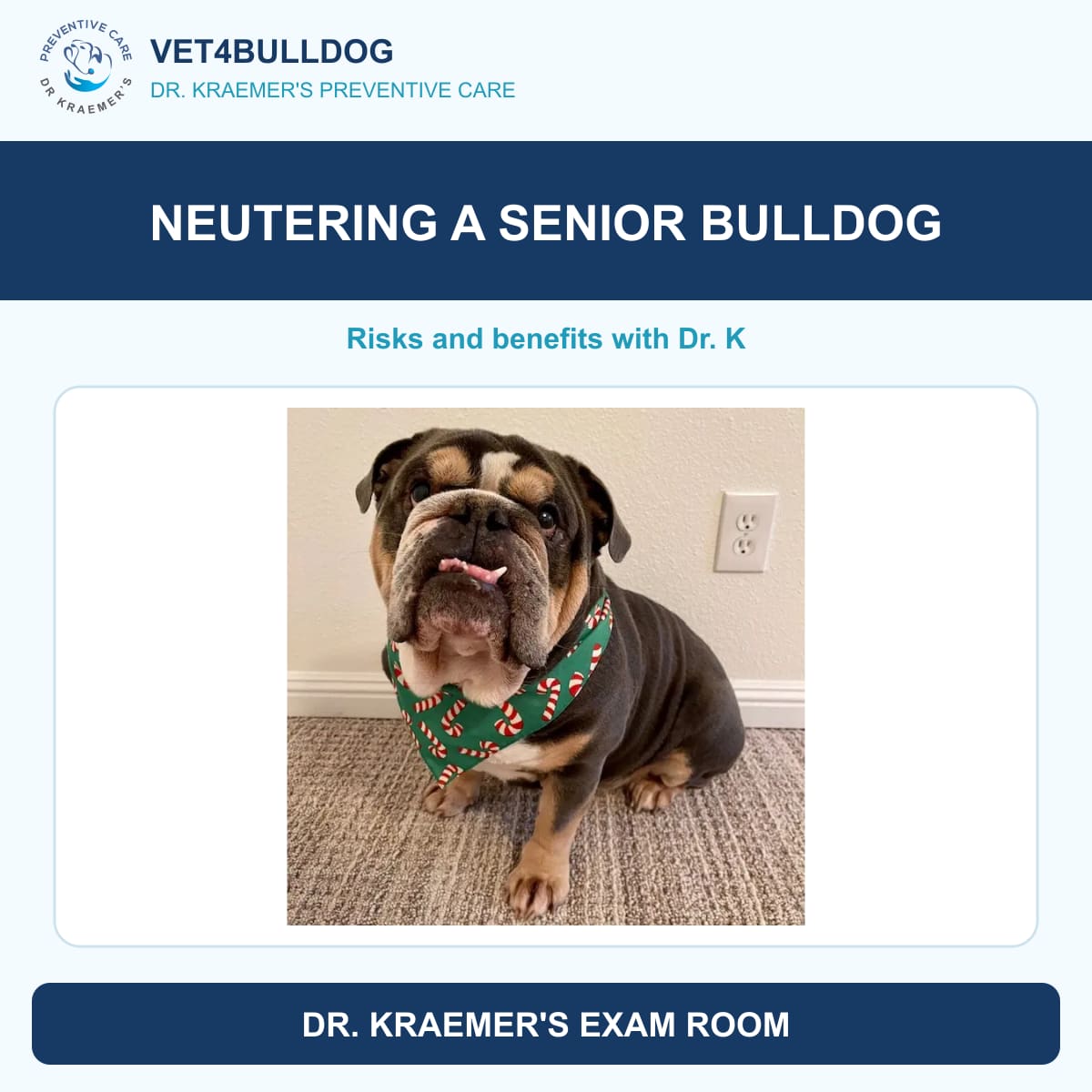 Original senior Bulldog photo accompanying a neutering question