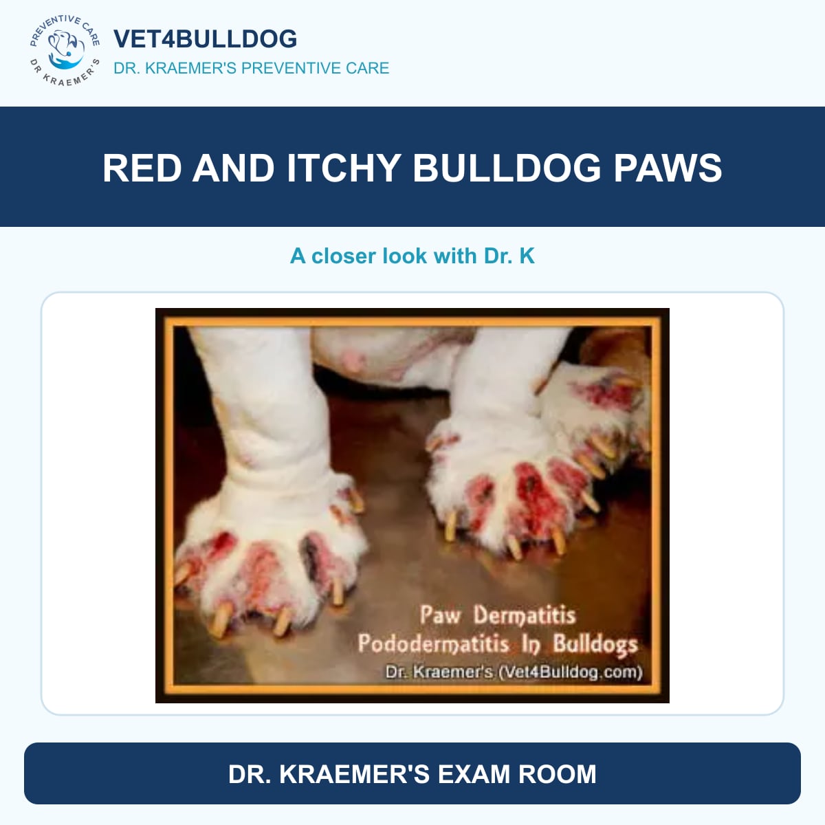 red and itchy bulldog paws guide with original Vet4Bulldog clinical imagery