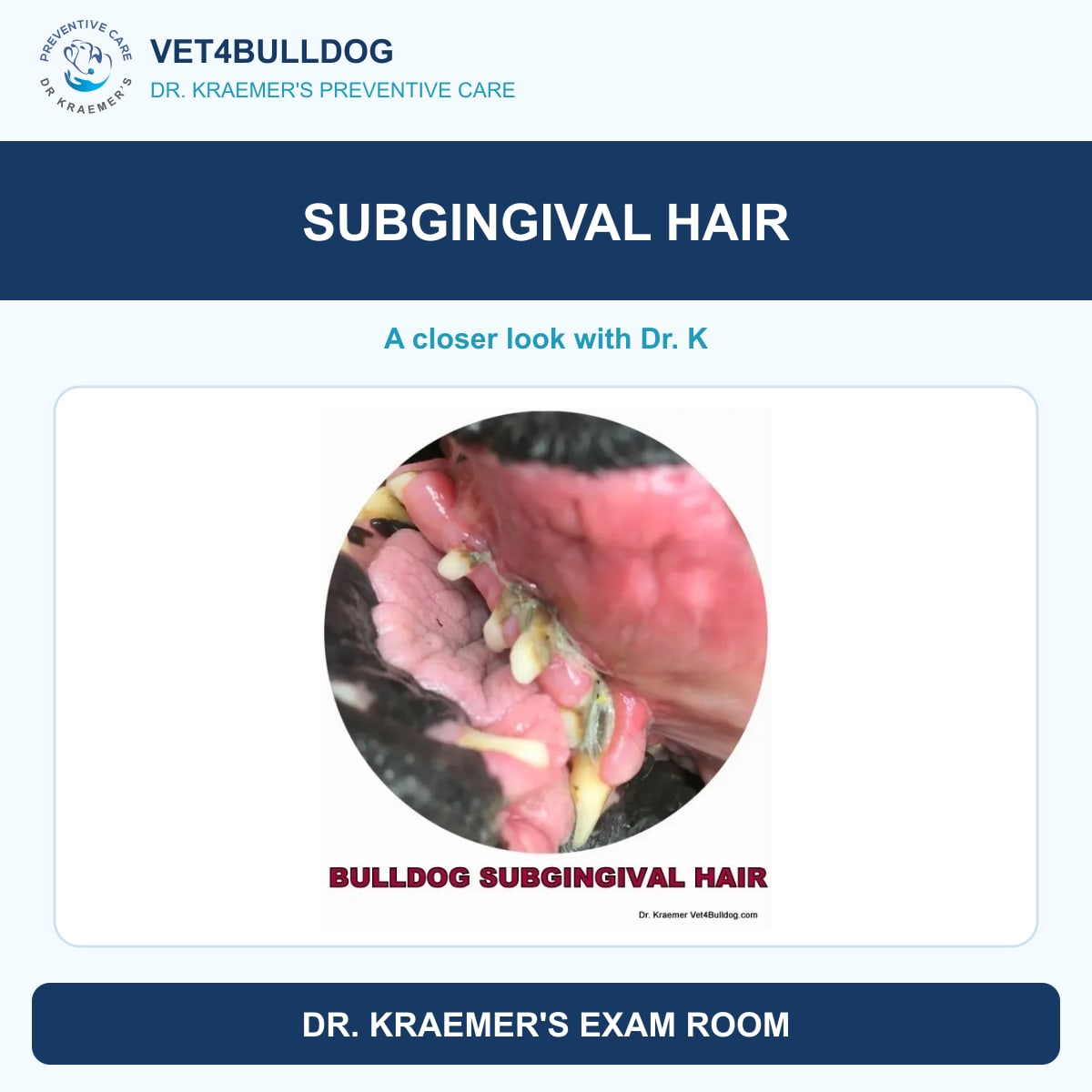 Subgingival hair in Bulldogs and French Bulldogs, hair embedded under the gum margin