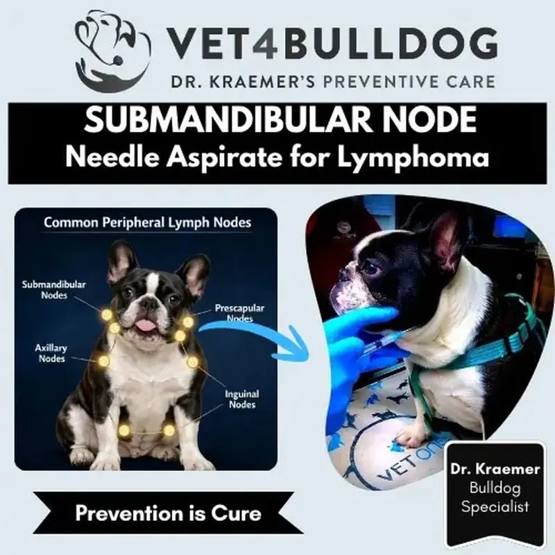 Existing lymph node diagram and French Bulldog clinic photo introducing a swollen node question