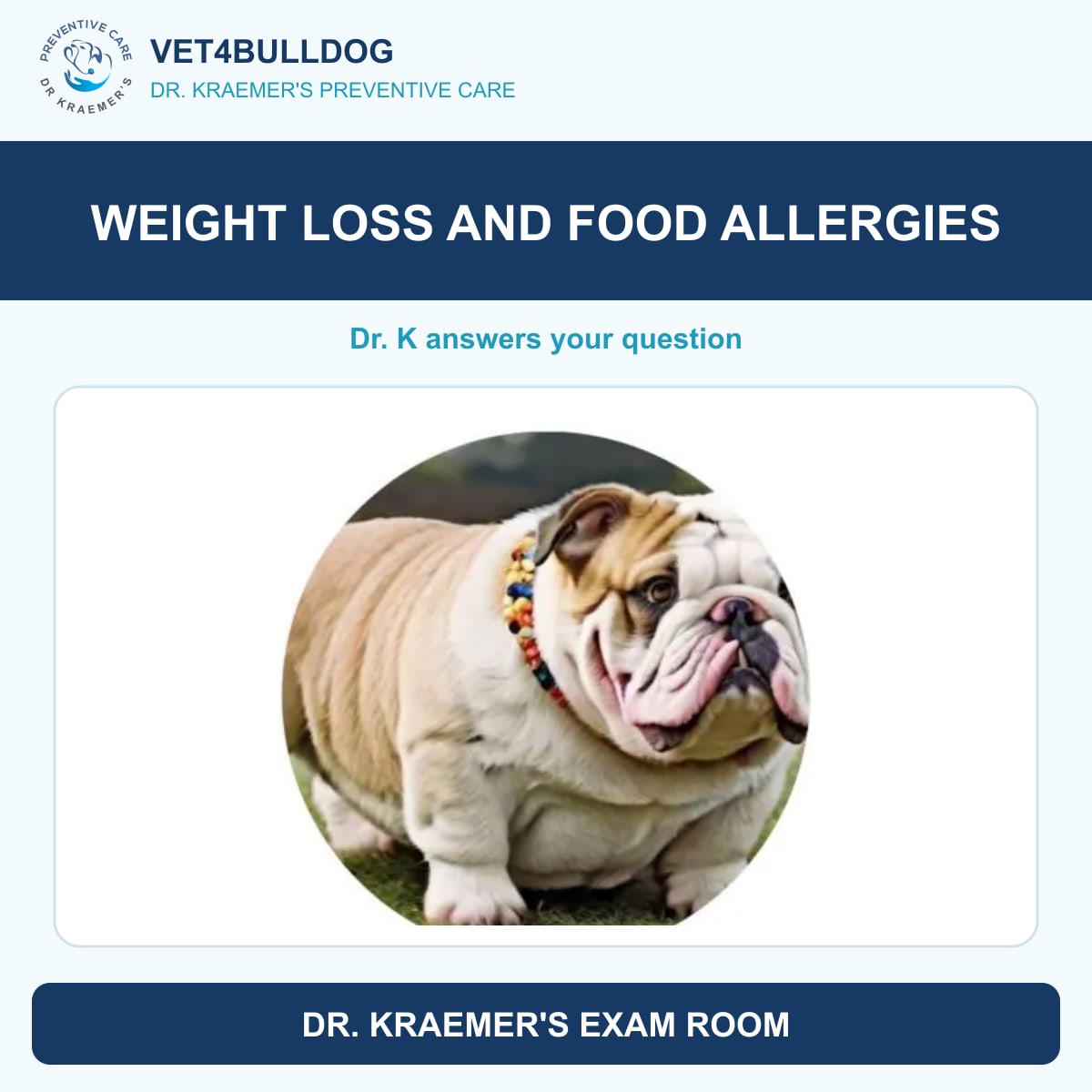 Bulldog reference photo introducing weight loss and food allergy questions