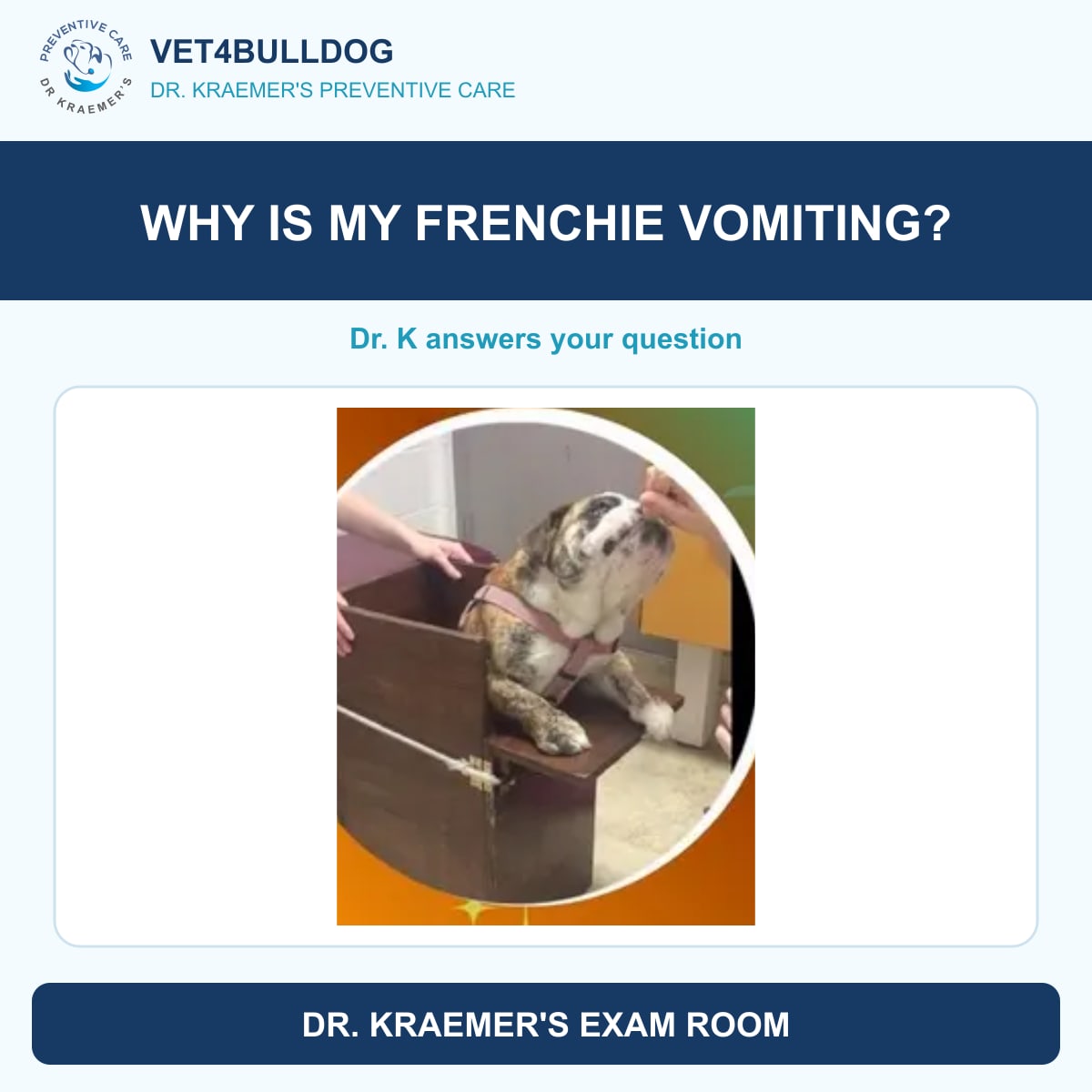Original Bulldog reference photo in an upright feeding chair accompanying a vomiting question
