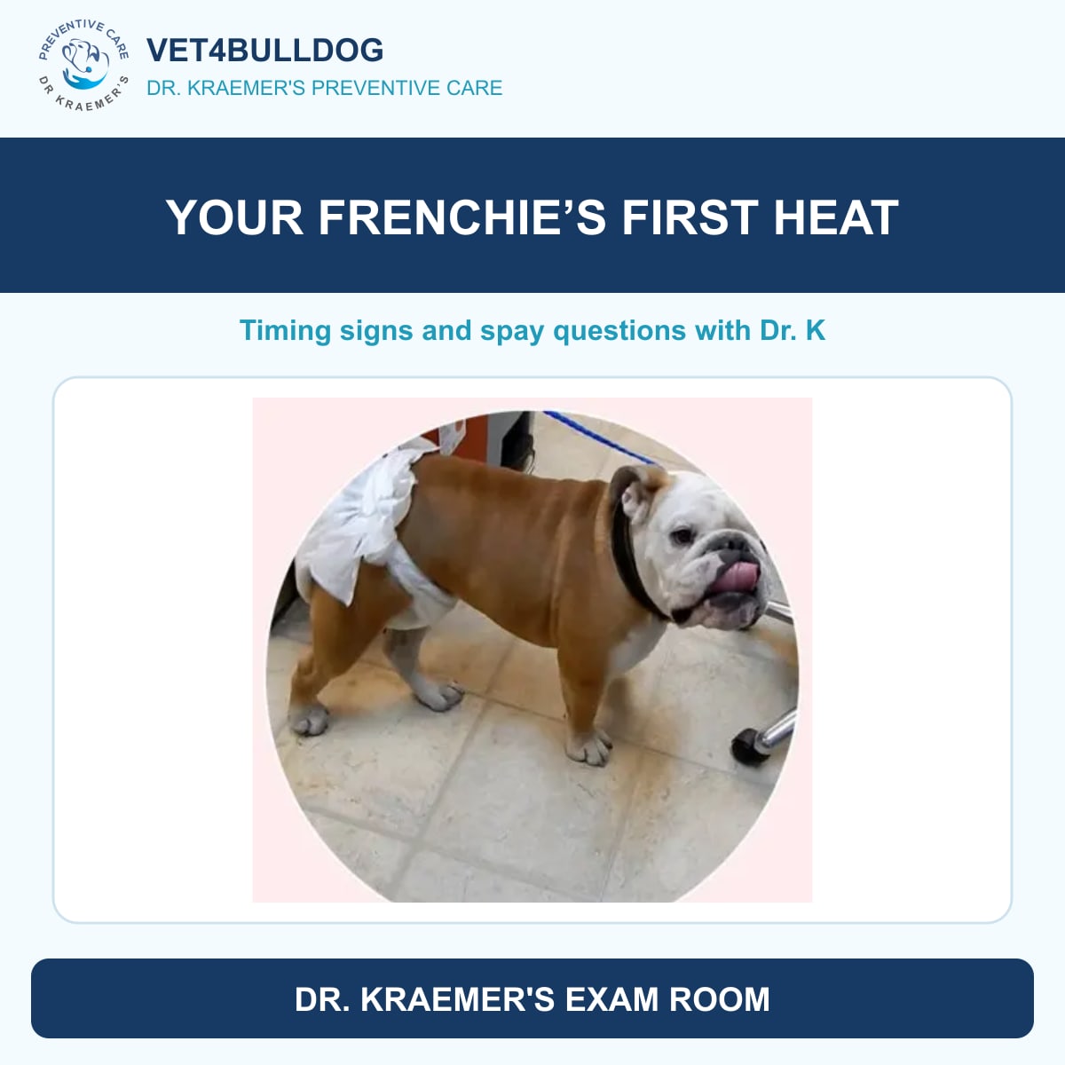 Original Bulldog heat-cycle reference photo accompanying a French Bulldog first heat question