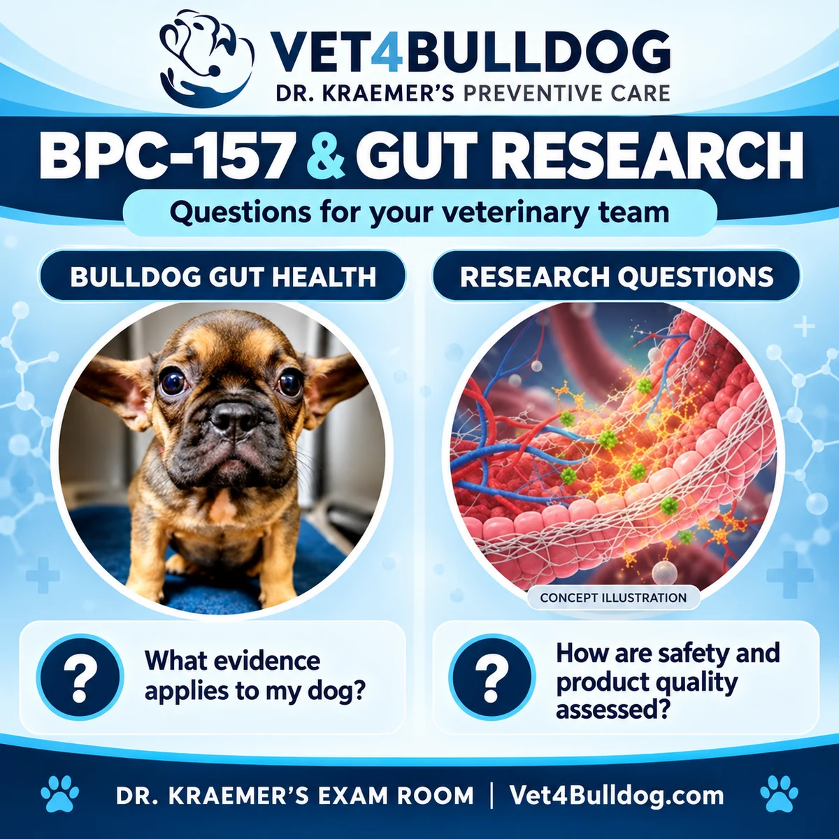 BPC-157 gut research and veterinary questions with a conceptual intestinal lining illustration