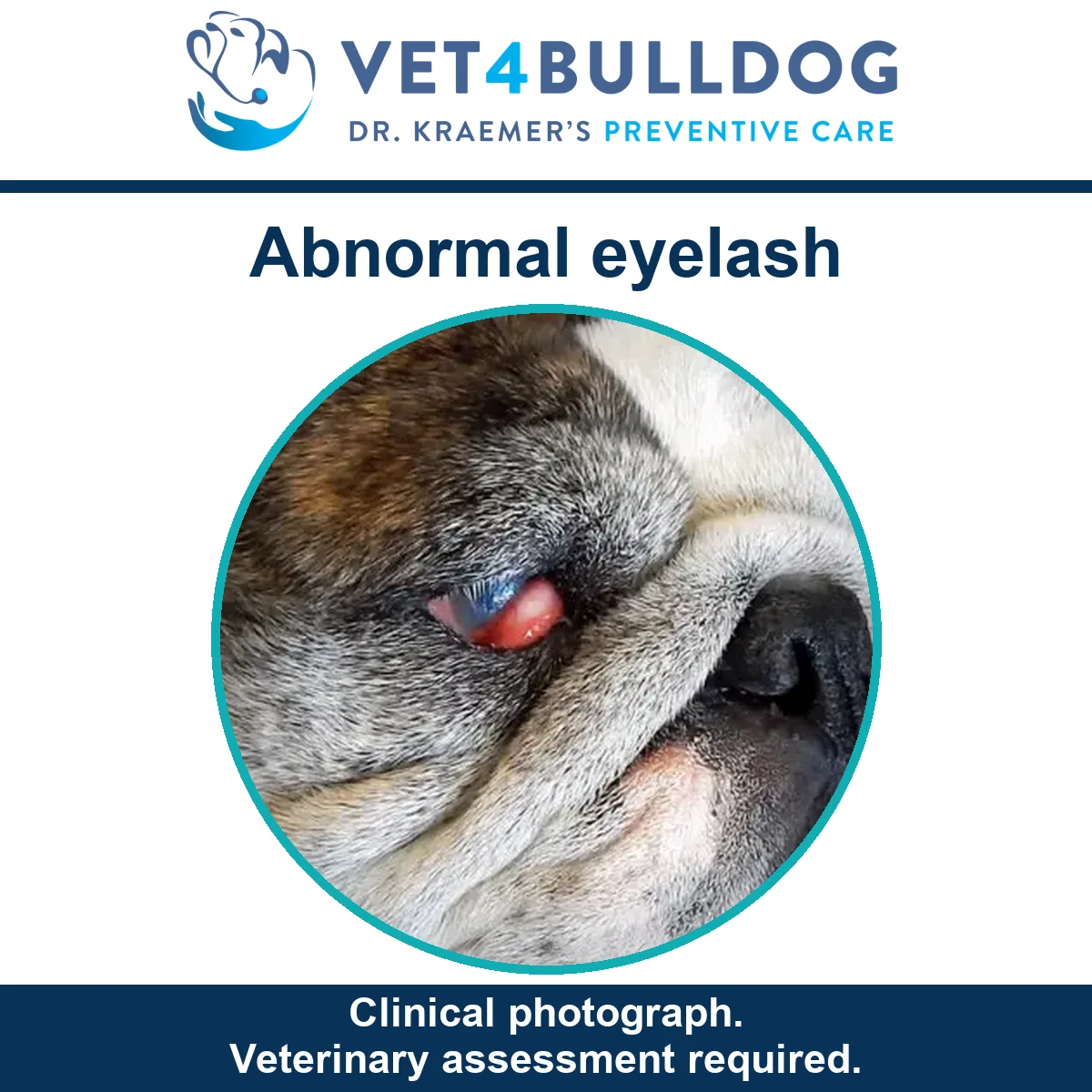 Bulldog eye and eyelid clinical photograph illustrating abnormal eyelash examination.