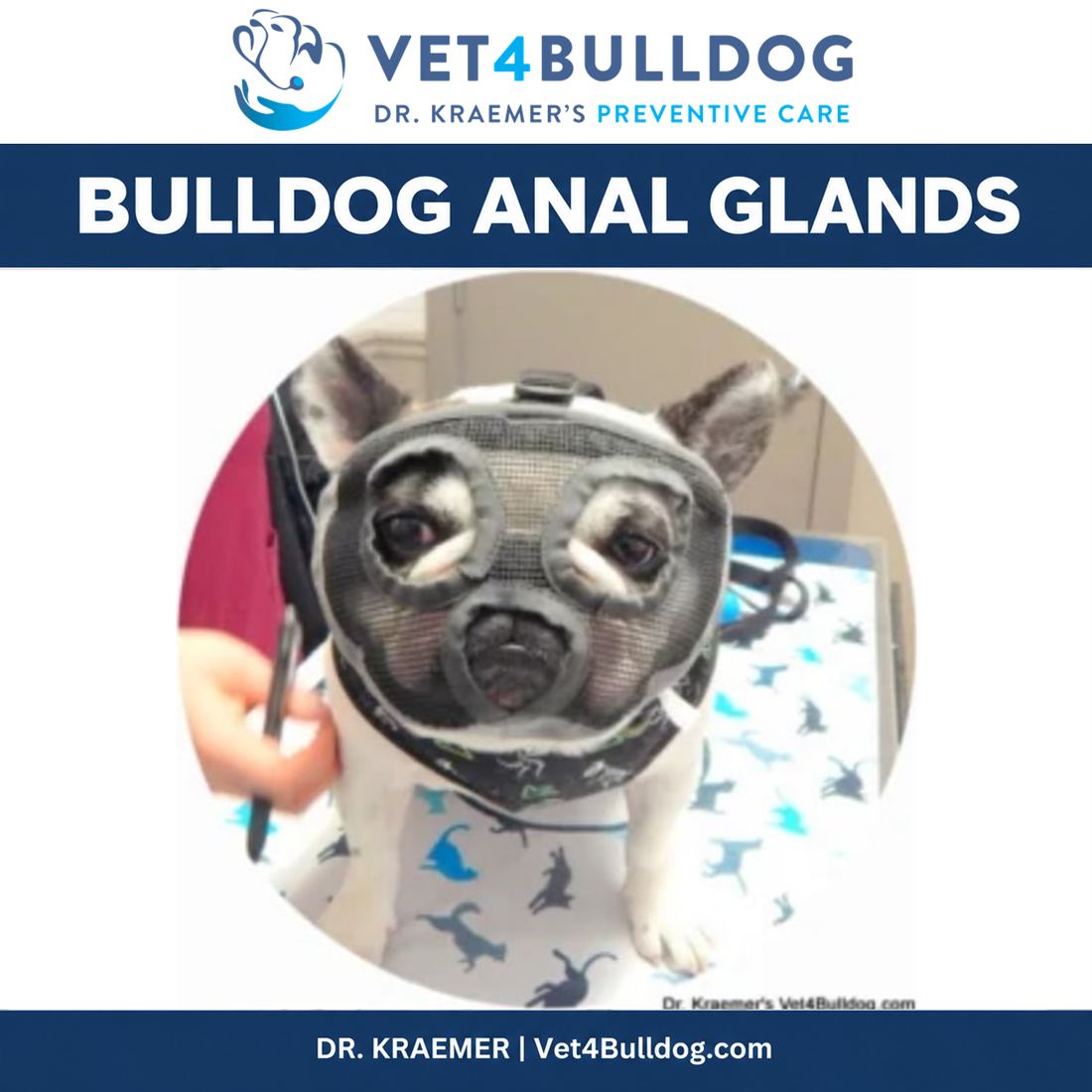 Original French Bulldog examination photograph with a protective mesh muzzle.