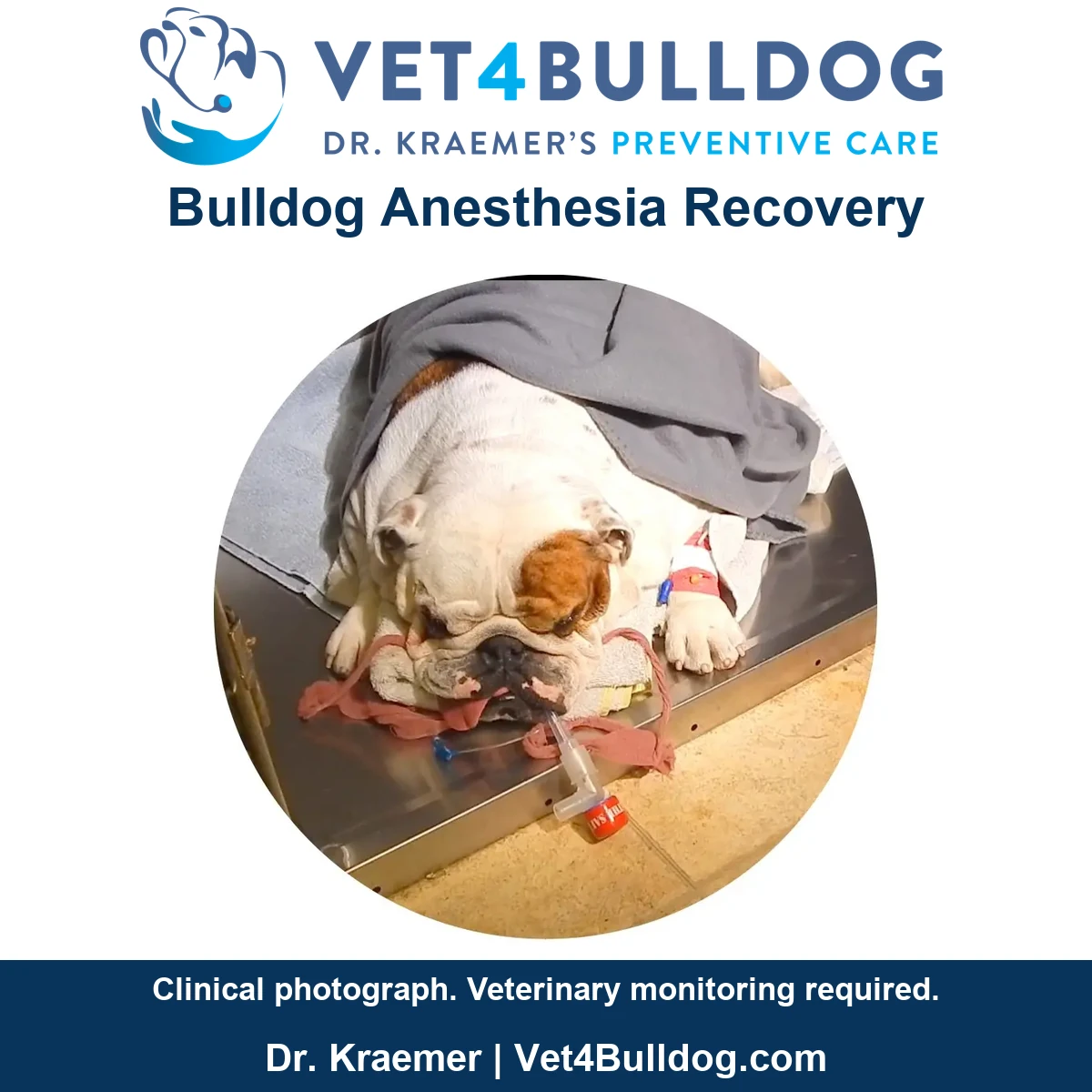Original white Bulldog with a brown eye patch recovering with an airway tube and intravenous line.