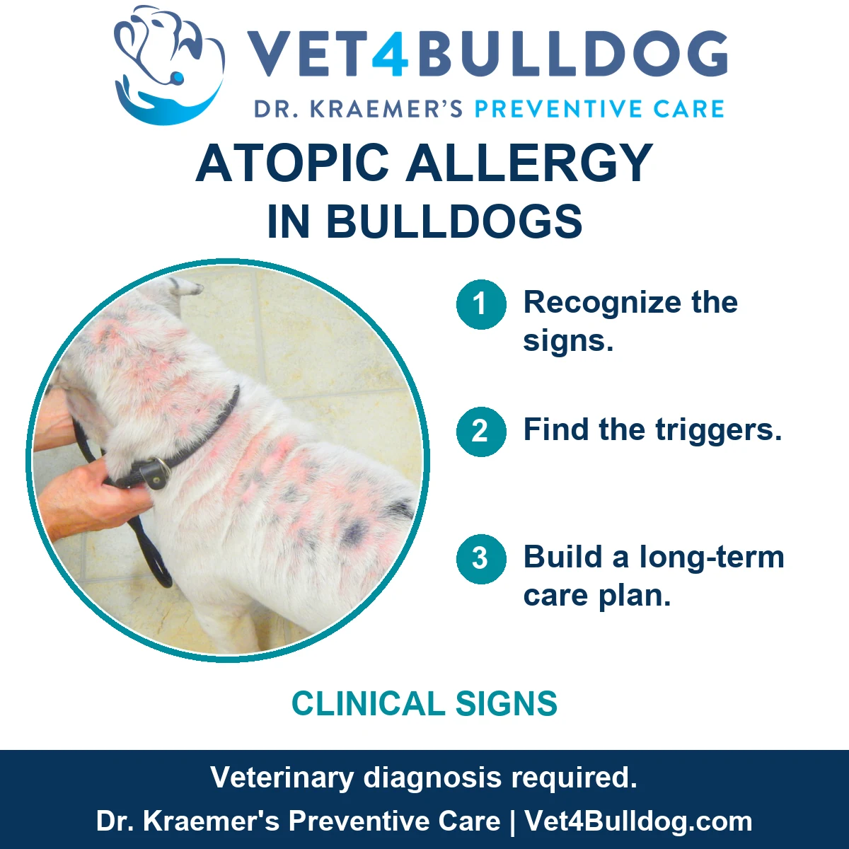Original white and black Bulldog clinical photograph beside three steps for recognizing and managing atopic allergy.