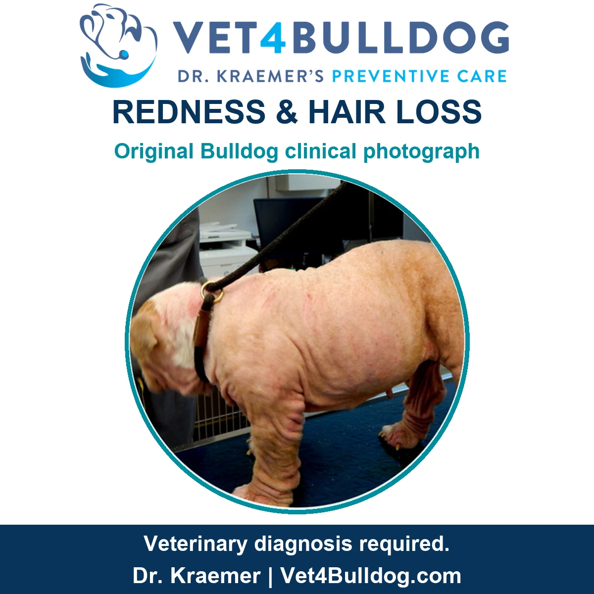 Original side-view photograph of a tan Bulldog with red skin and widespread hair loss standing on a blue examination mat.