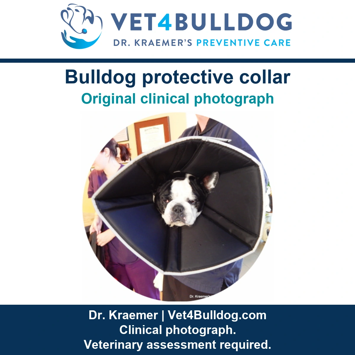 Original Bulldog photograph showing a large black padded protective collar beside veterinary staff.