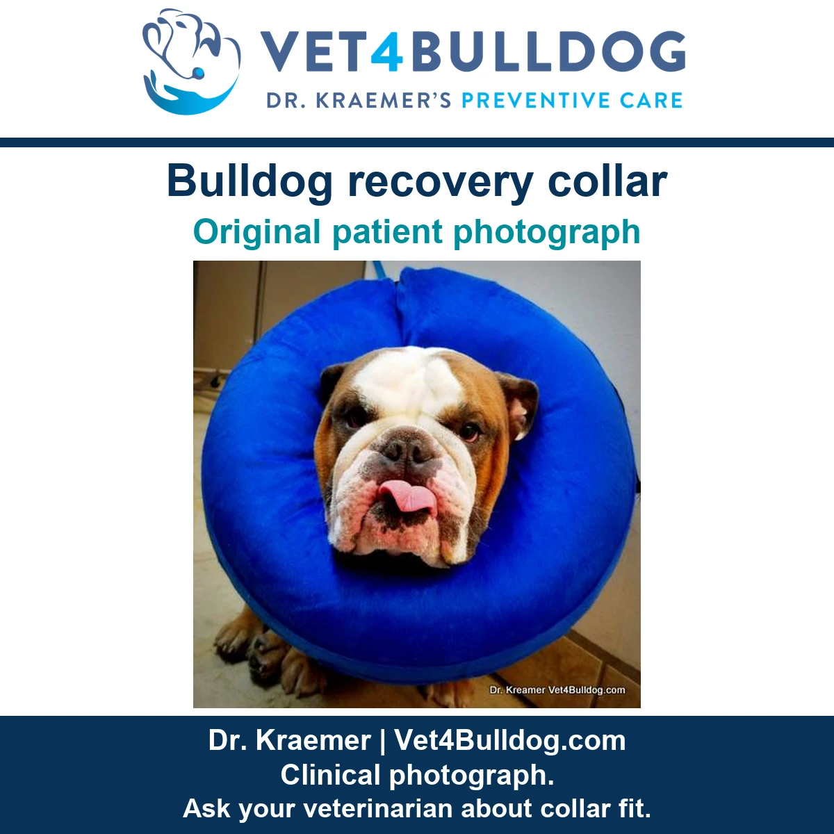 Original brown-and-white Bulldog patient wearing a blue donut recovery collar with the tongue curled upward.
