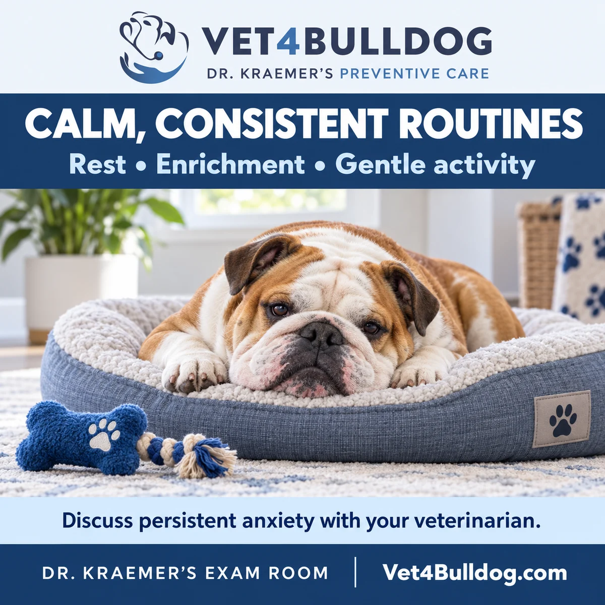 English Bulldog resting at home: calm and consistent routines