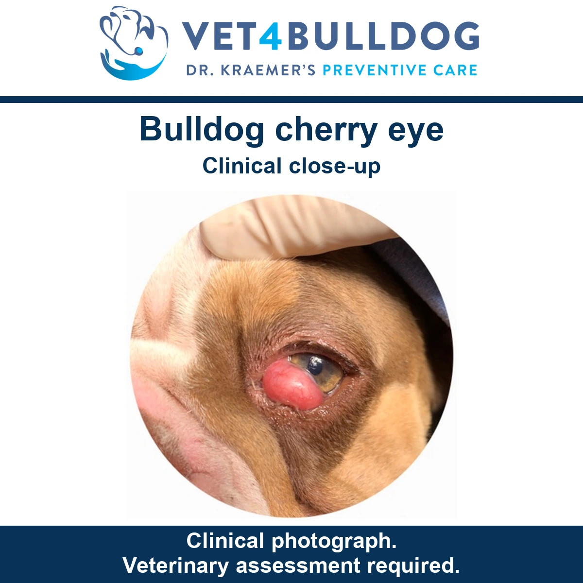 Close-up of a Bulldog eye with a pink protrusion at the inner corner, held during examination.