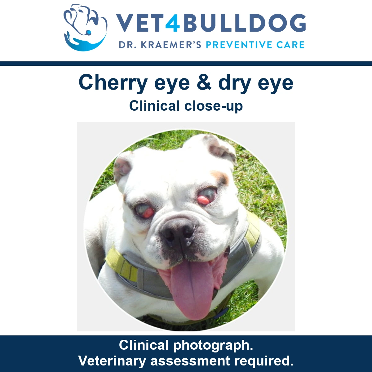 White Bulldog with bilateral cherry eye and dry eye wearing a harness
