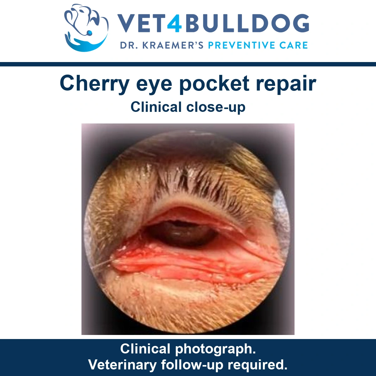 Close-up of a Bulldog eye during pocket repair, showing the exposed gland and fine sutures.