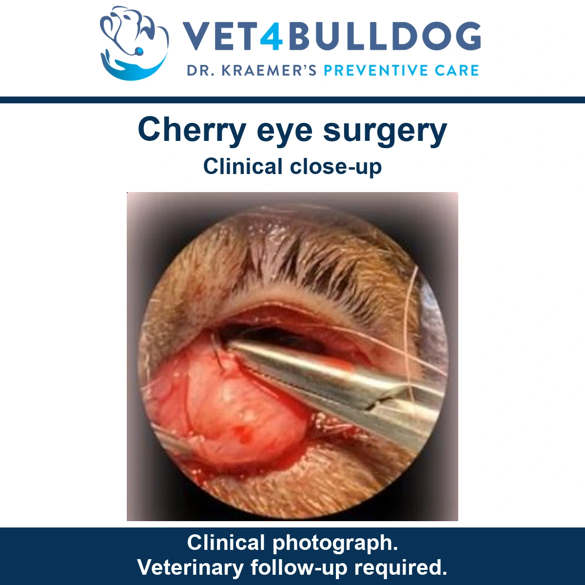 Close-up of a Bulldog eye during cherry-eye surgery, with gland, fine sutures and surgical instruments visible.