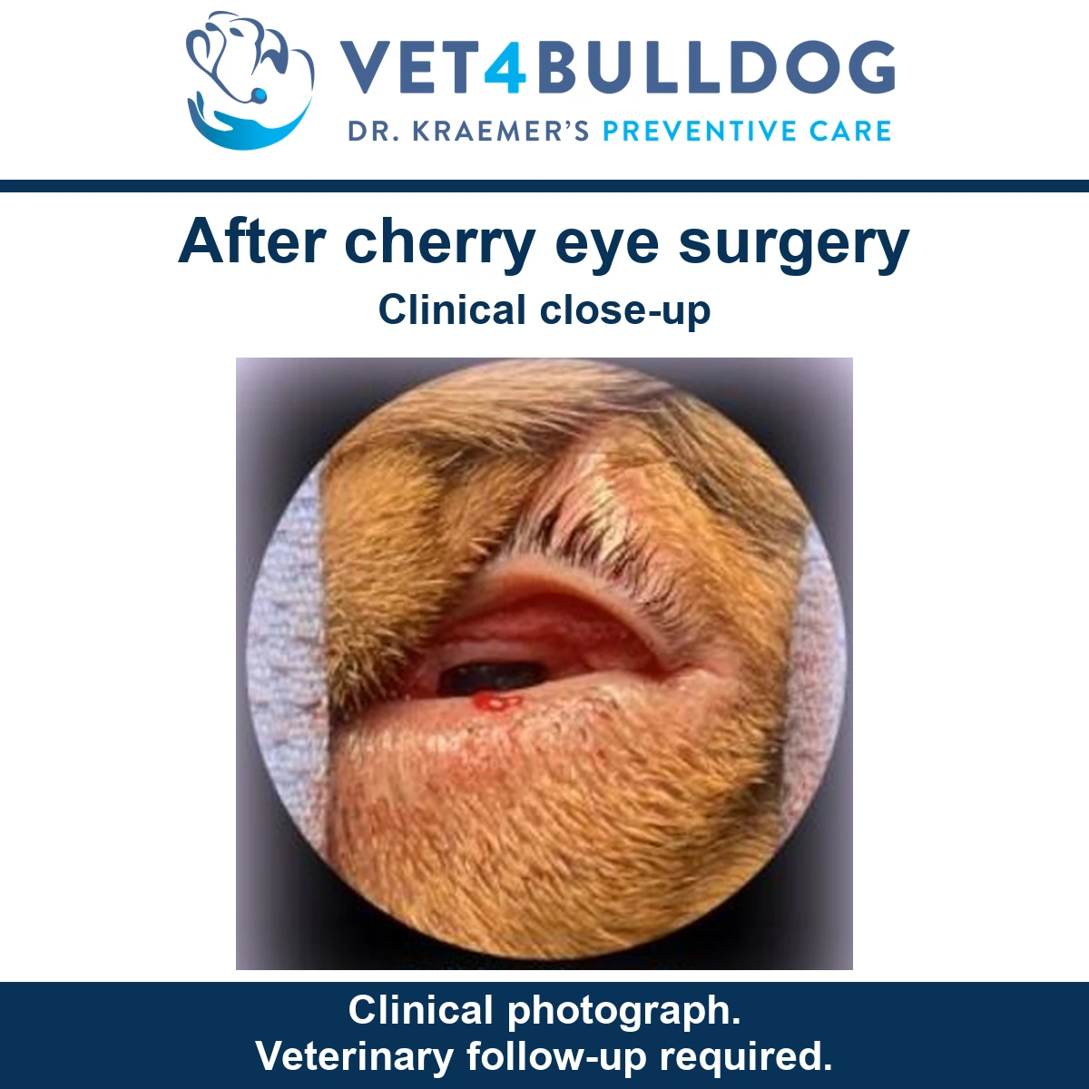 Close-up of a Bulldog eye after cherry-eye surgery, with the eyelids and surrounding tissue visible.