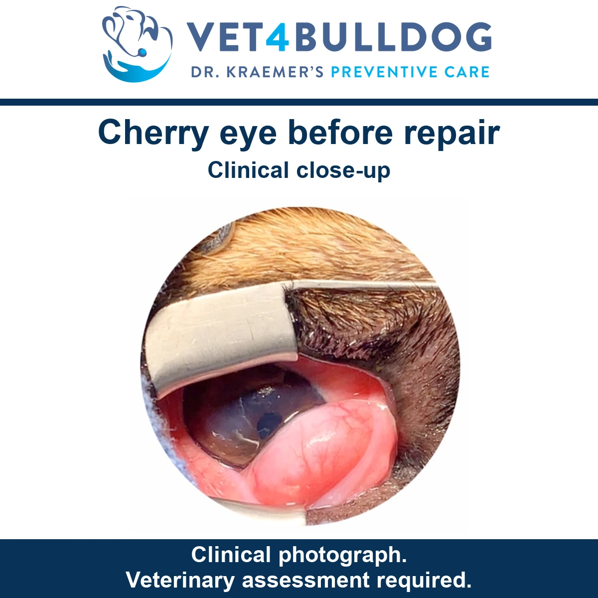 Close-up of a Bulldog eye with a pink protruding gland and a retractor before surgical repair.