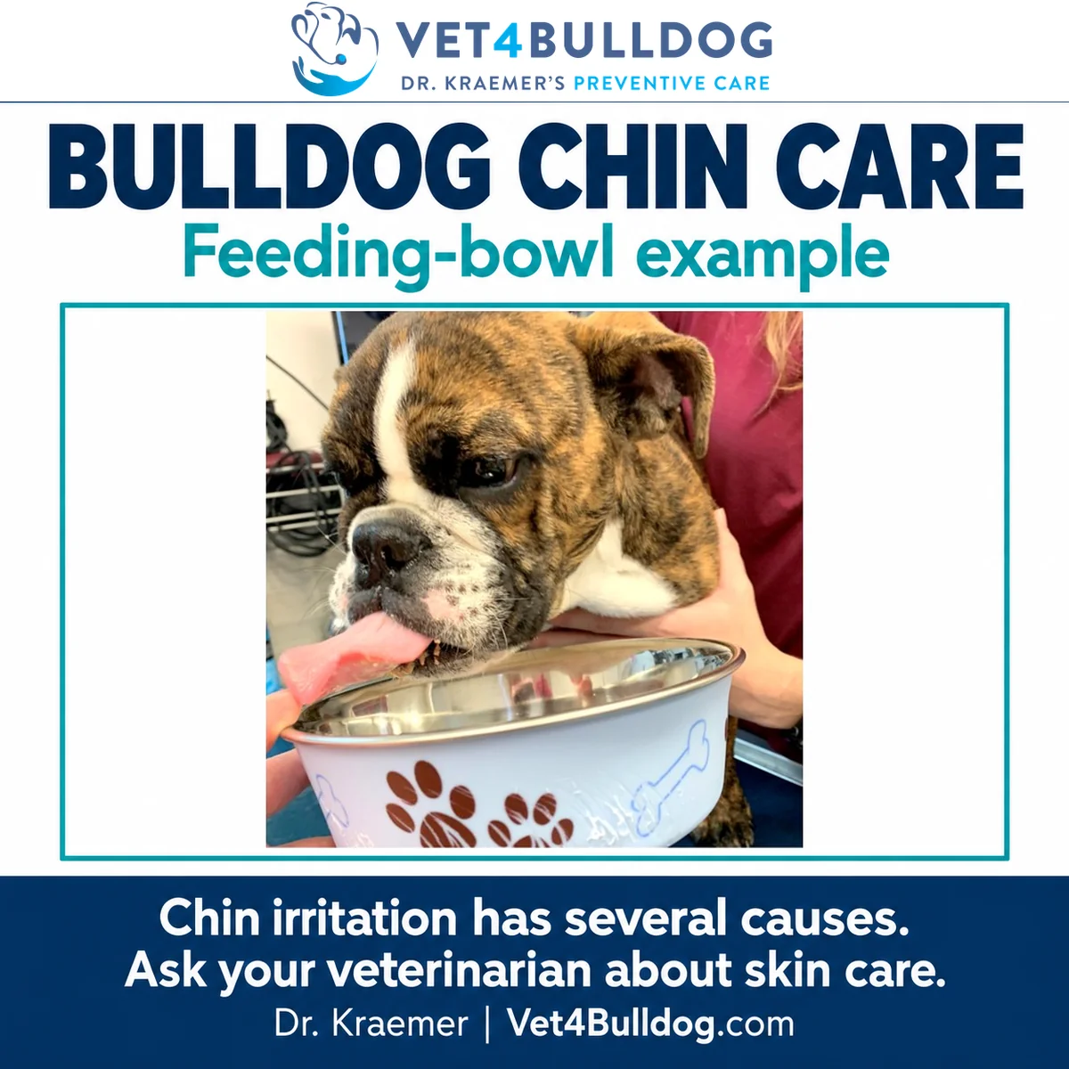 Original brindle Bulldog photograph showing the chin and tongue beside a decorated stainless-steel feeding bowl.