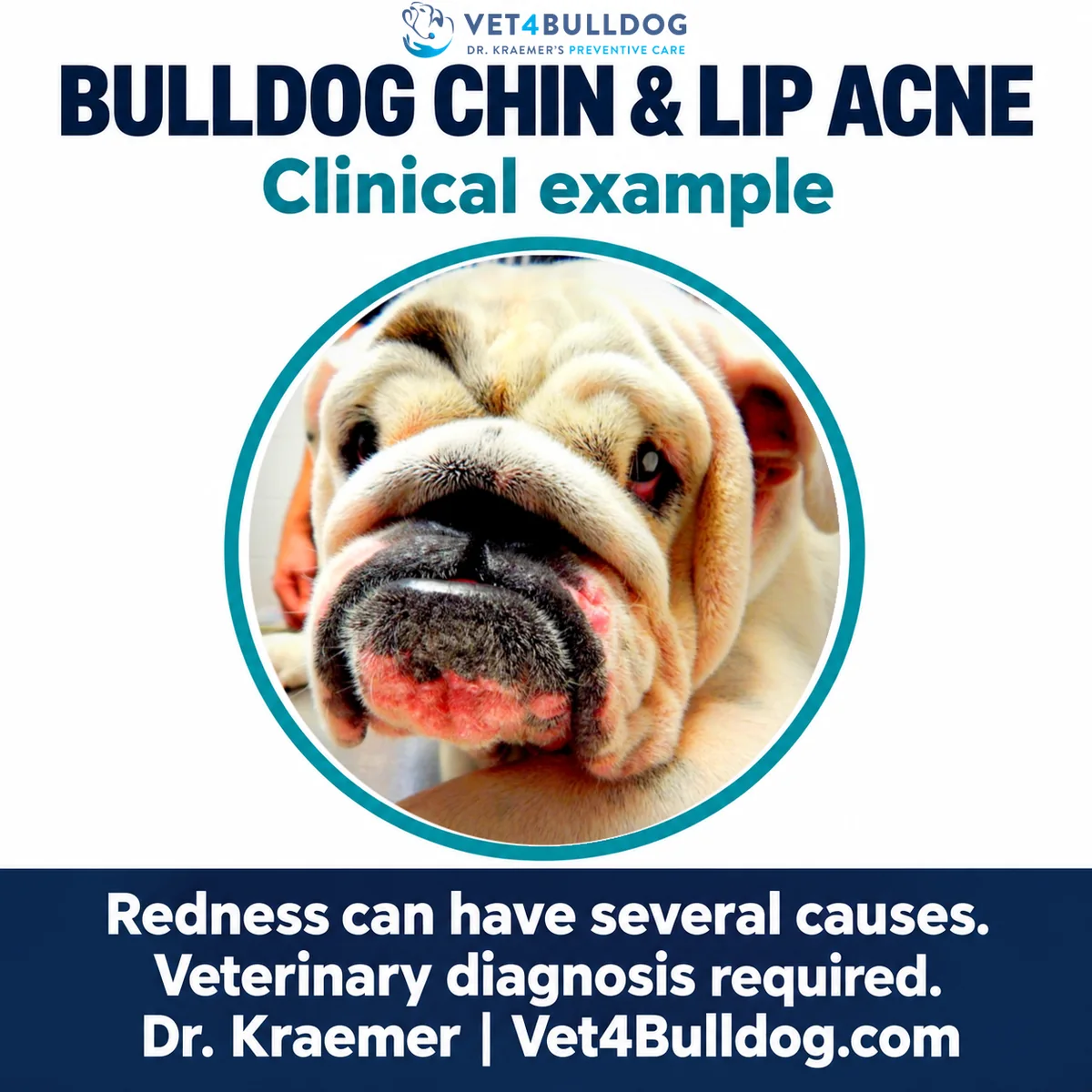 Original Bulldog clinical photograph showing redness and bumps around the chin and lower lip.