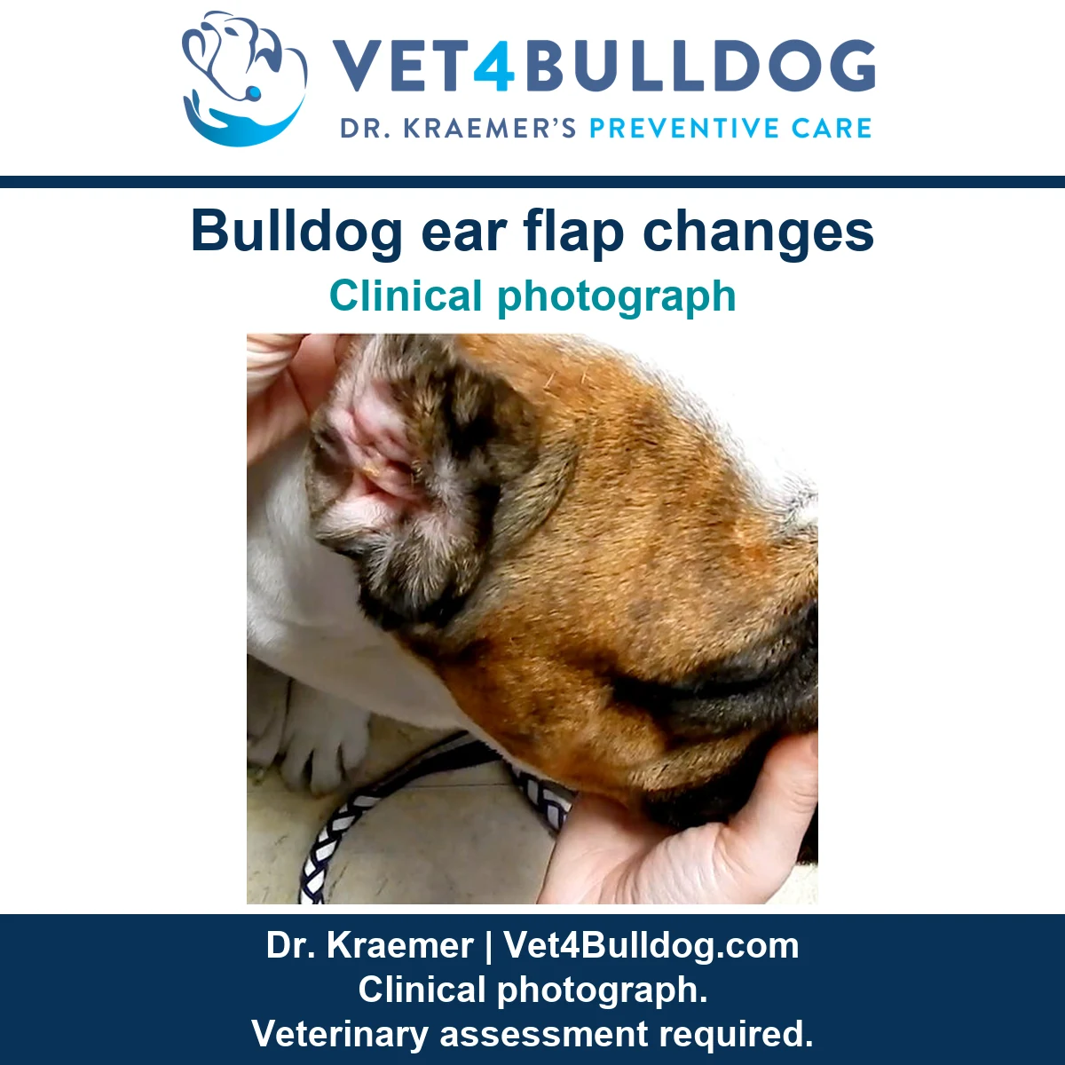 Original fawn Bulldog clinical photograph showing a contracted ear flap while a hand supports the muzzle.