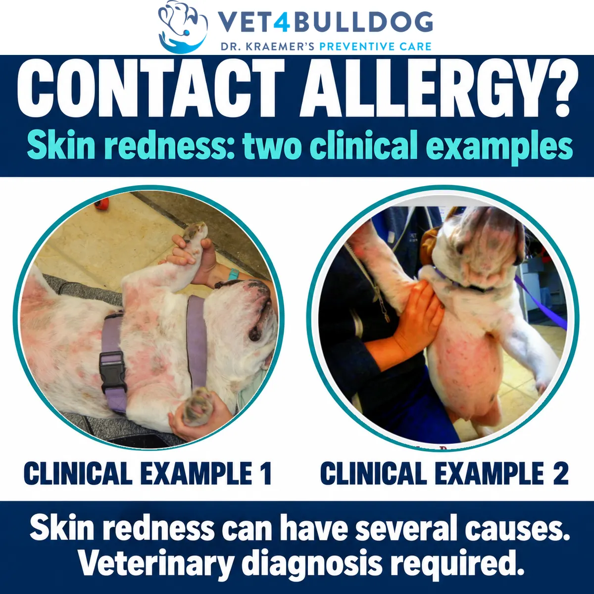 Two separate Bulldog clinical photographs showing skin redness on the underside of the body.