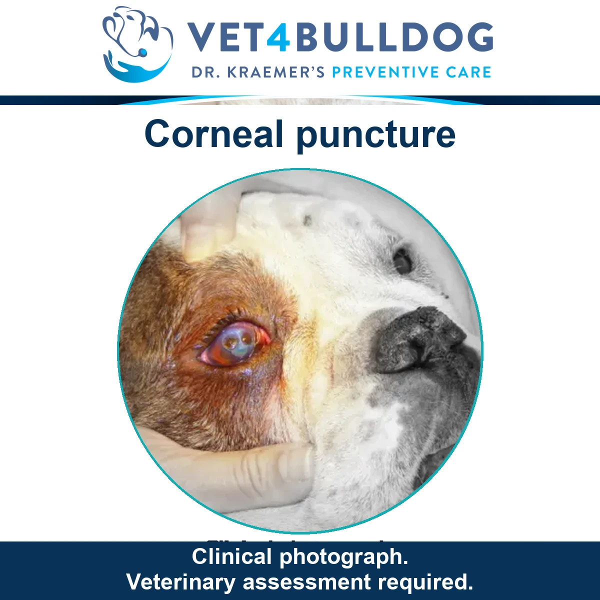 Bulldog with a corneal puncture in the original clinical photograph, with a veterinary assessment caution.
