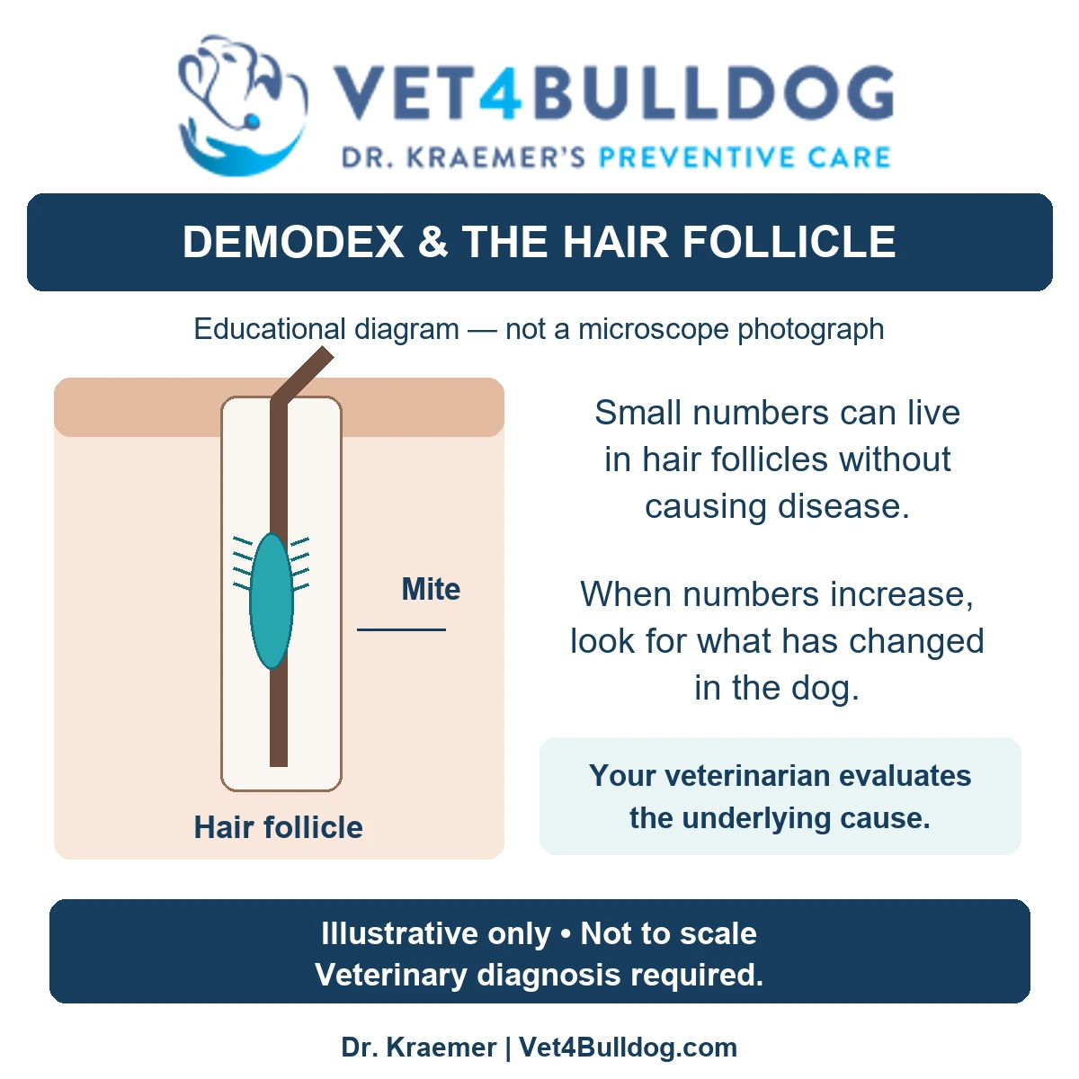 Educational diagram showing a Demodex mite within a hair follicle; illustrative and not to scale.