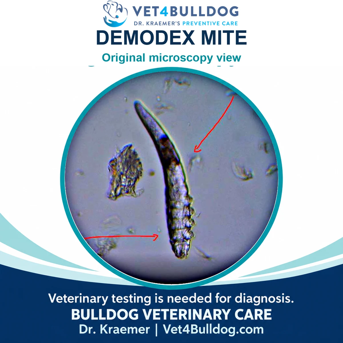 Original microscopy photograph of an elongated Demodex mite, with two red arrows marking visible structures.