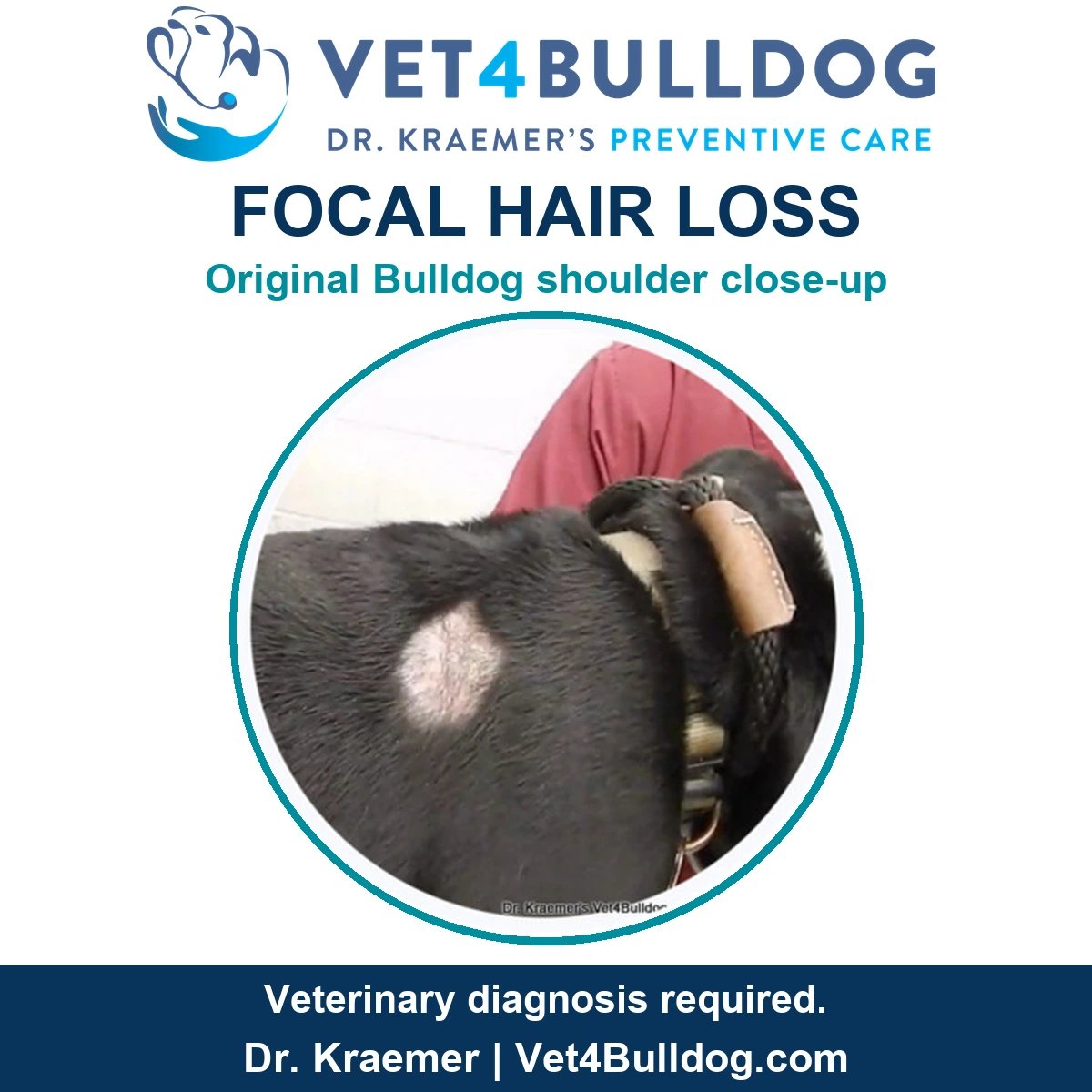 Original close-up of a circular area of hair loss on a black Bulldog puppy shoulder beside its rope collar.