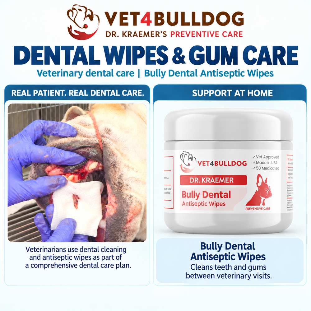 Dr. Kraemer’s Bulldog dental care photograph with Bully Dental Antiseptic Wipes for home oral hygiene