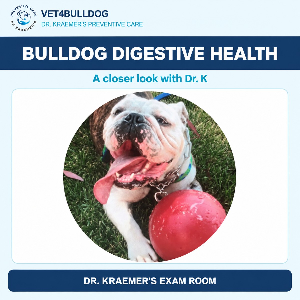 Bulldog patient with a pink ball in Dr. Kraemer’s digestive-health guide