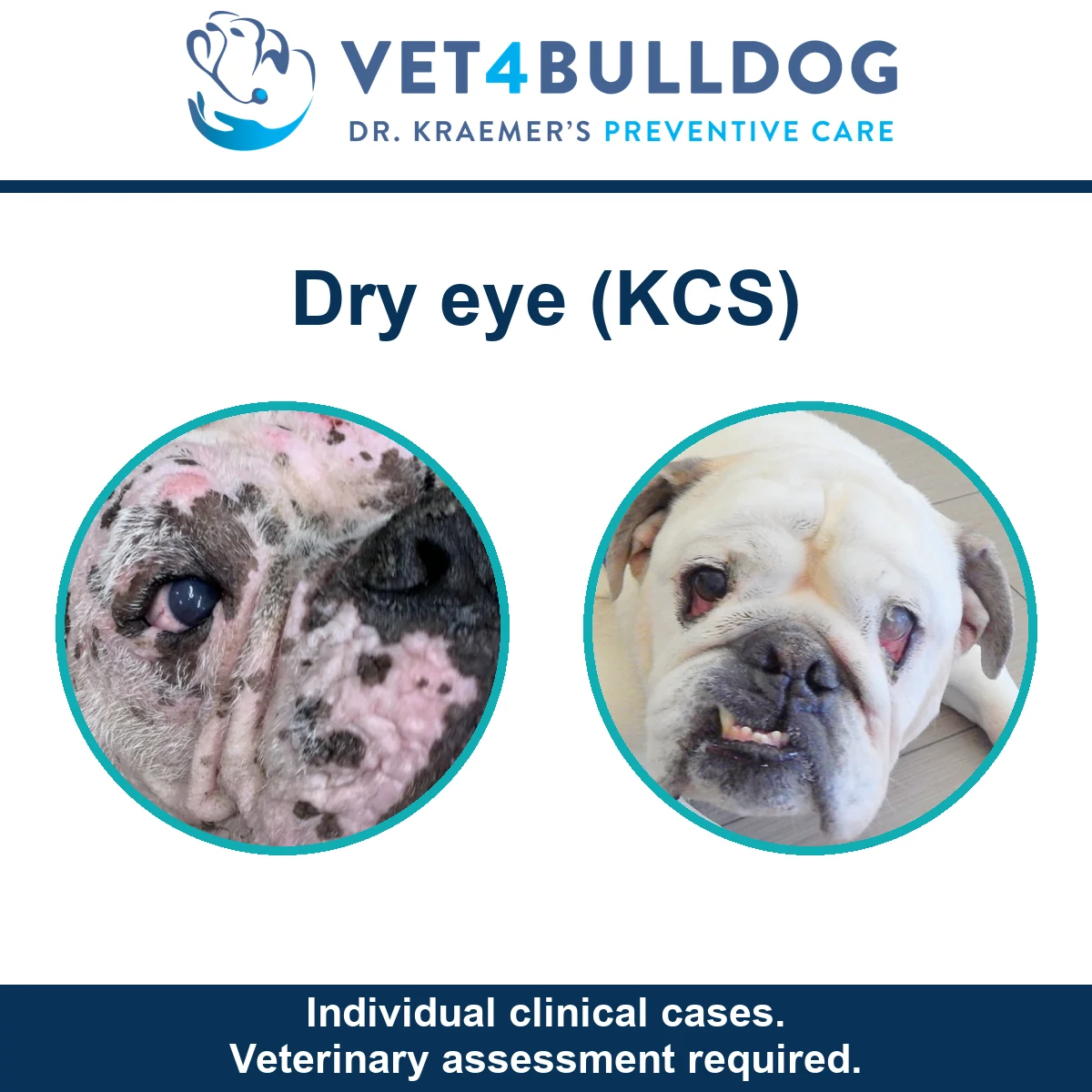 Two original Bulldog clinical photographs illustrating dry-eye KCS cases, with a veterinary assessment caution.