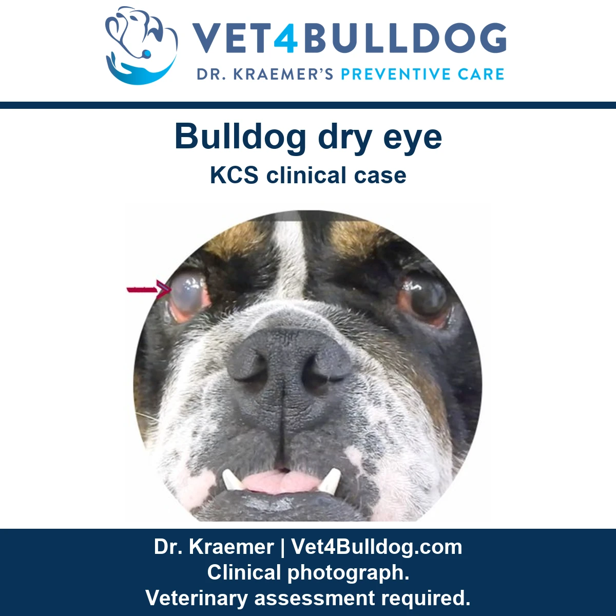 Bulldog clinical photograph with cloudy right eye indicated by the original magenta arrow.