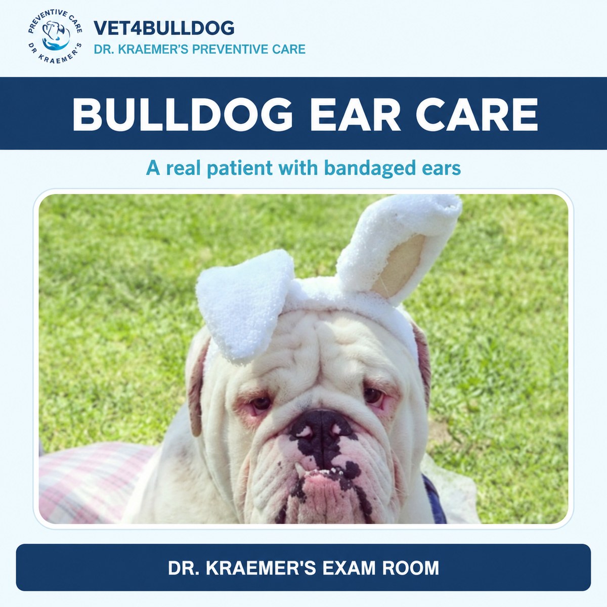 White Bulldog standing outdoors with both ears wrapped in bandages.