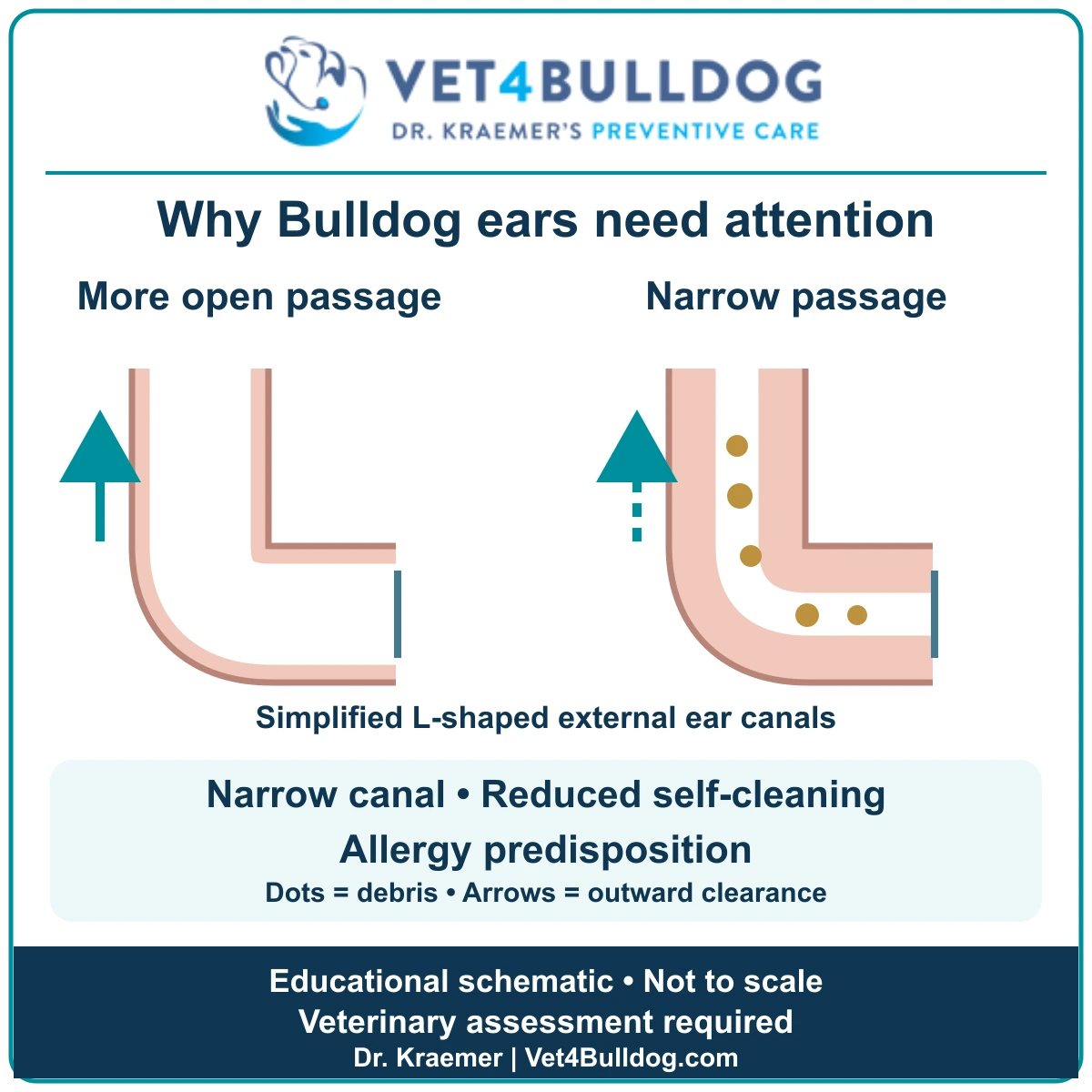 Simplified comparison of more open and narrower L-shaped external ear canals, with debris and outward-clearance arrows illustrating factors discussed in Bulldog ear disease.