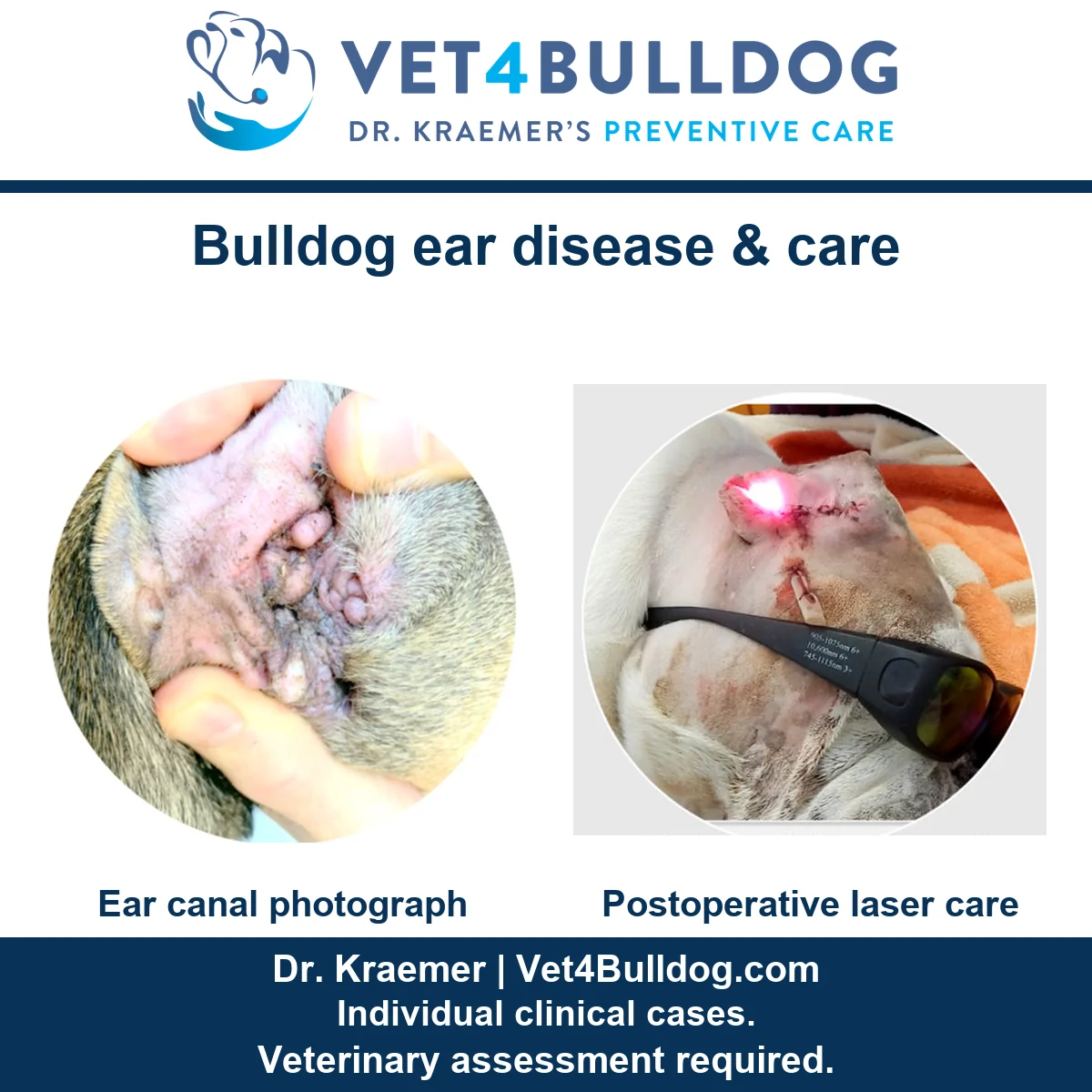 Original narrowed ear canal photograph beside a separate postoperative veterinary laser-care photograph.