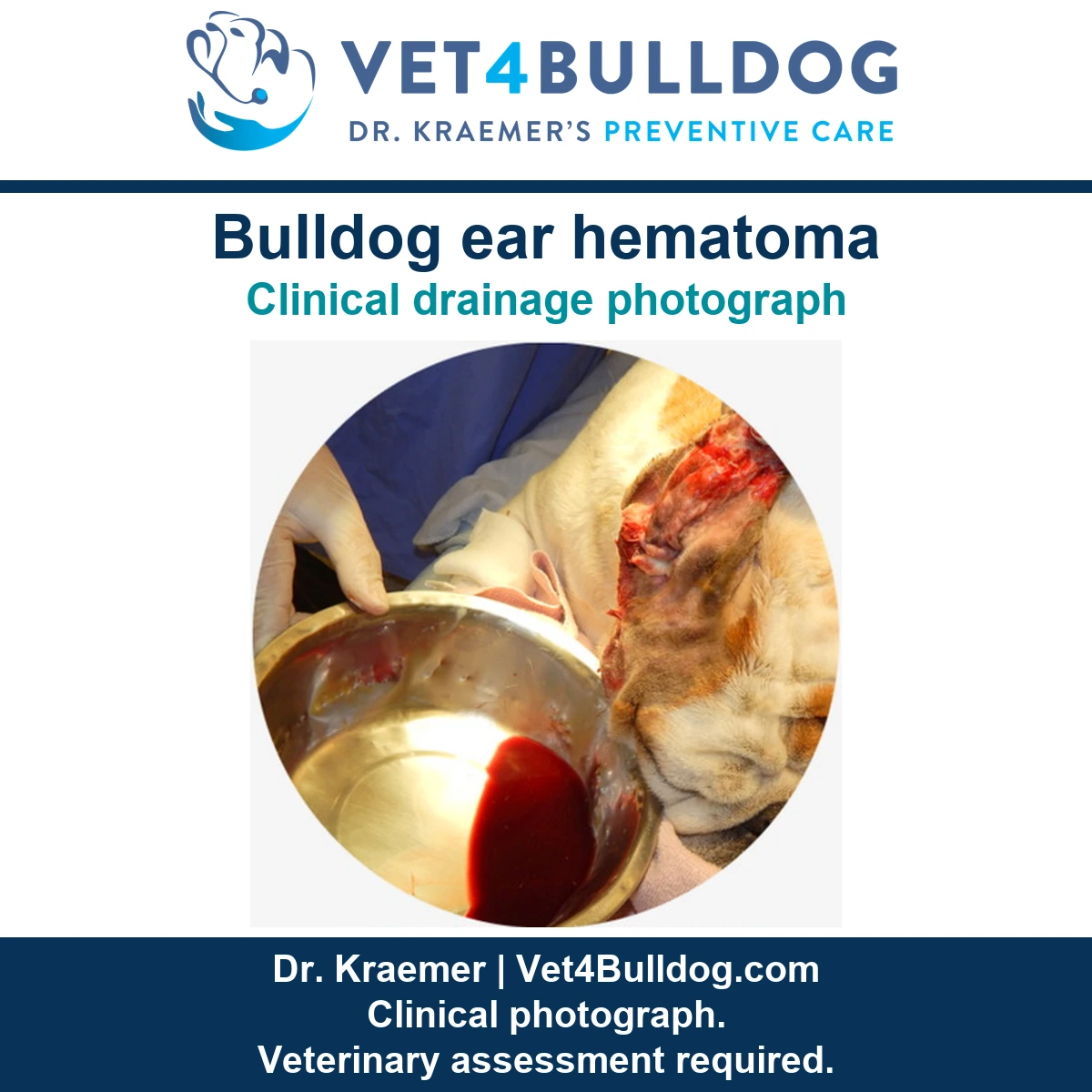 Original Bulldog ear hematoma drainage photograph showing the ear flap and blood collection bowl.